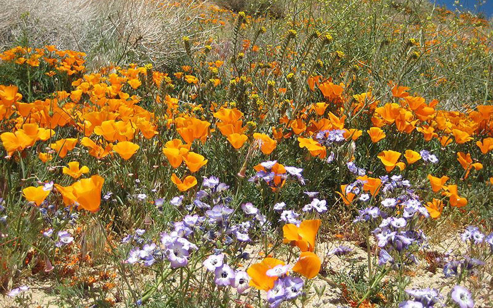 1600x1000 wallpaper: Wildflowers Wallpaper