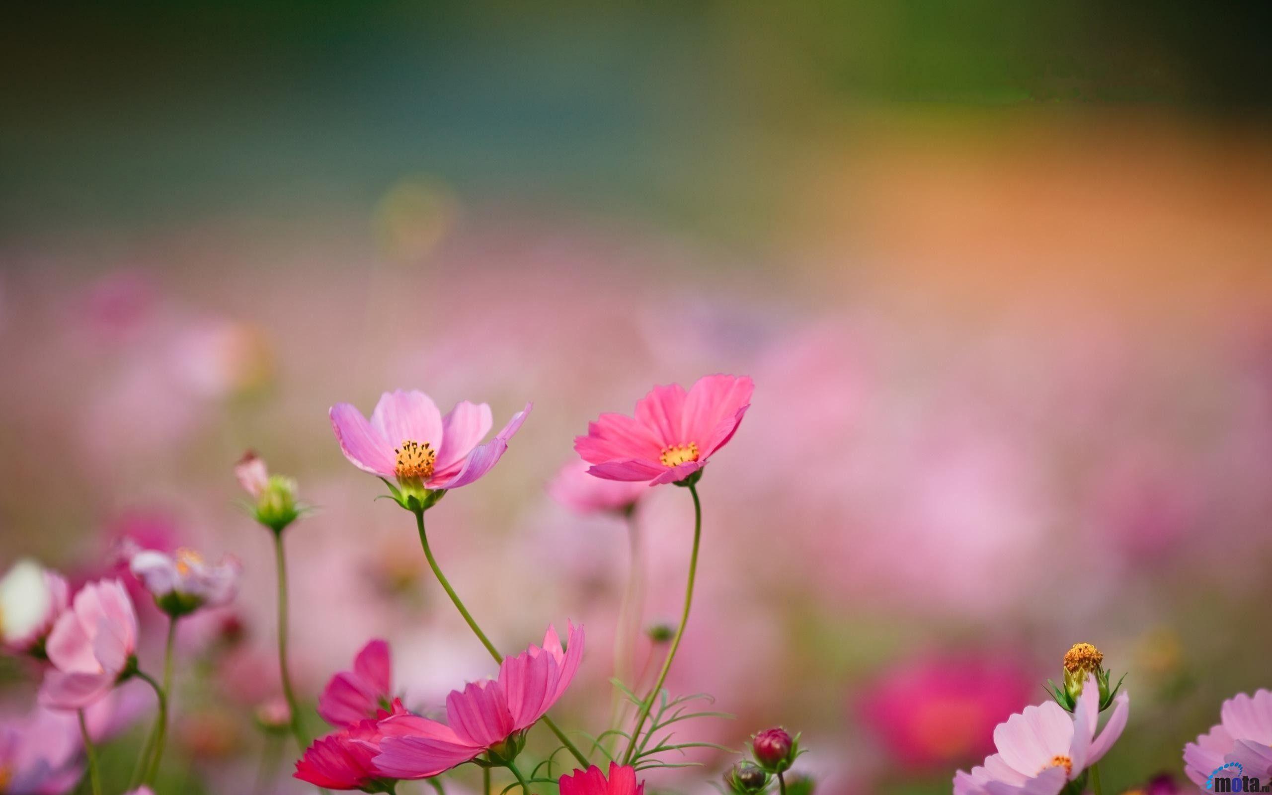 Wild Flowers Wallpapers - Top Free Wild Flowers Backgrounds