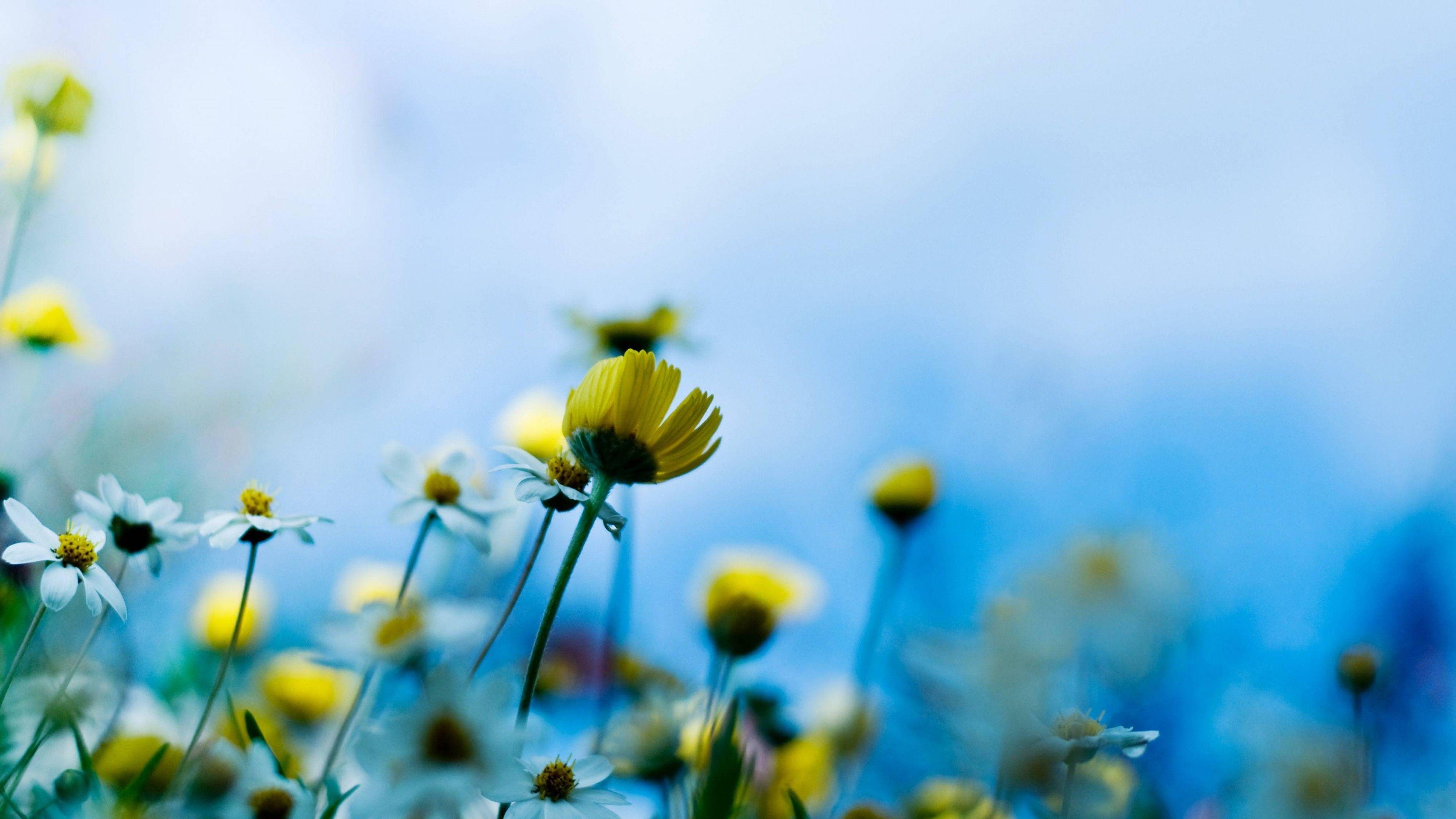 3840x2160 Wallpaper Wildflowers, 4k, HD wallpaper, blue, Nature