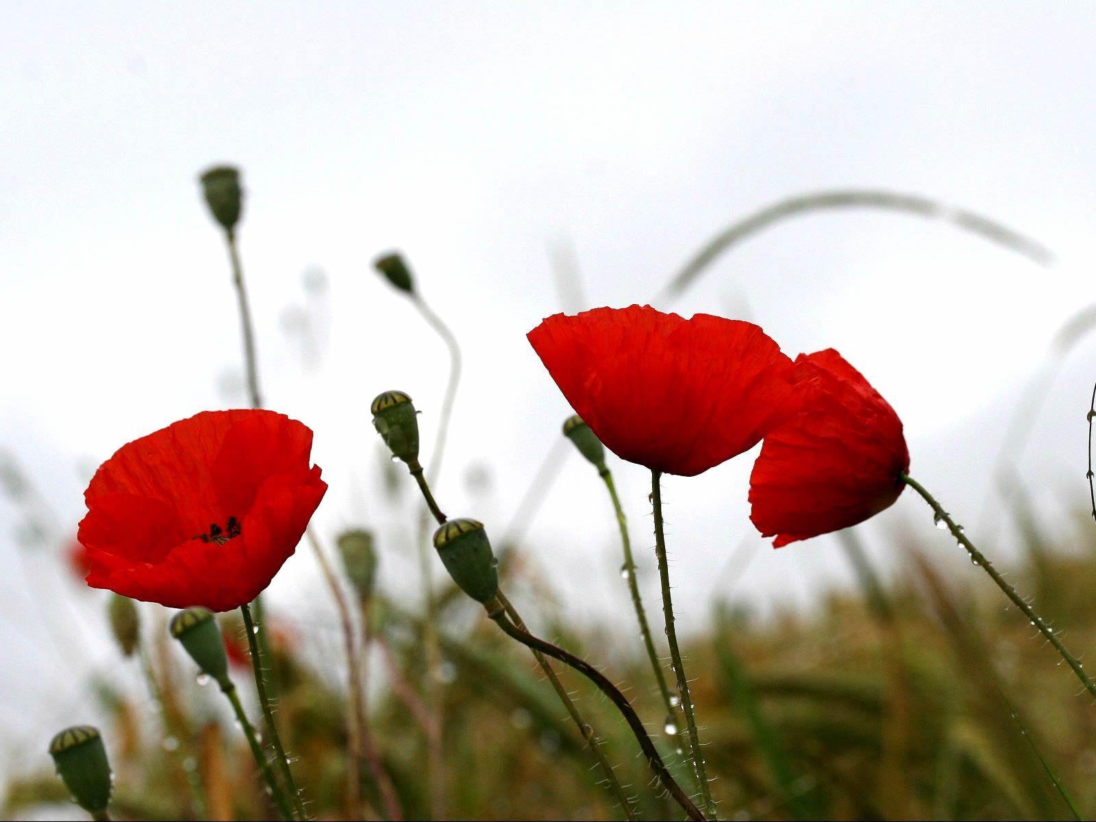 1600x1200 Free Red Poppies in the Rain wallpaper Wallpaper