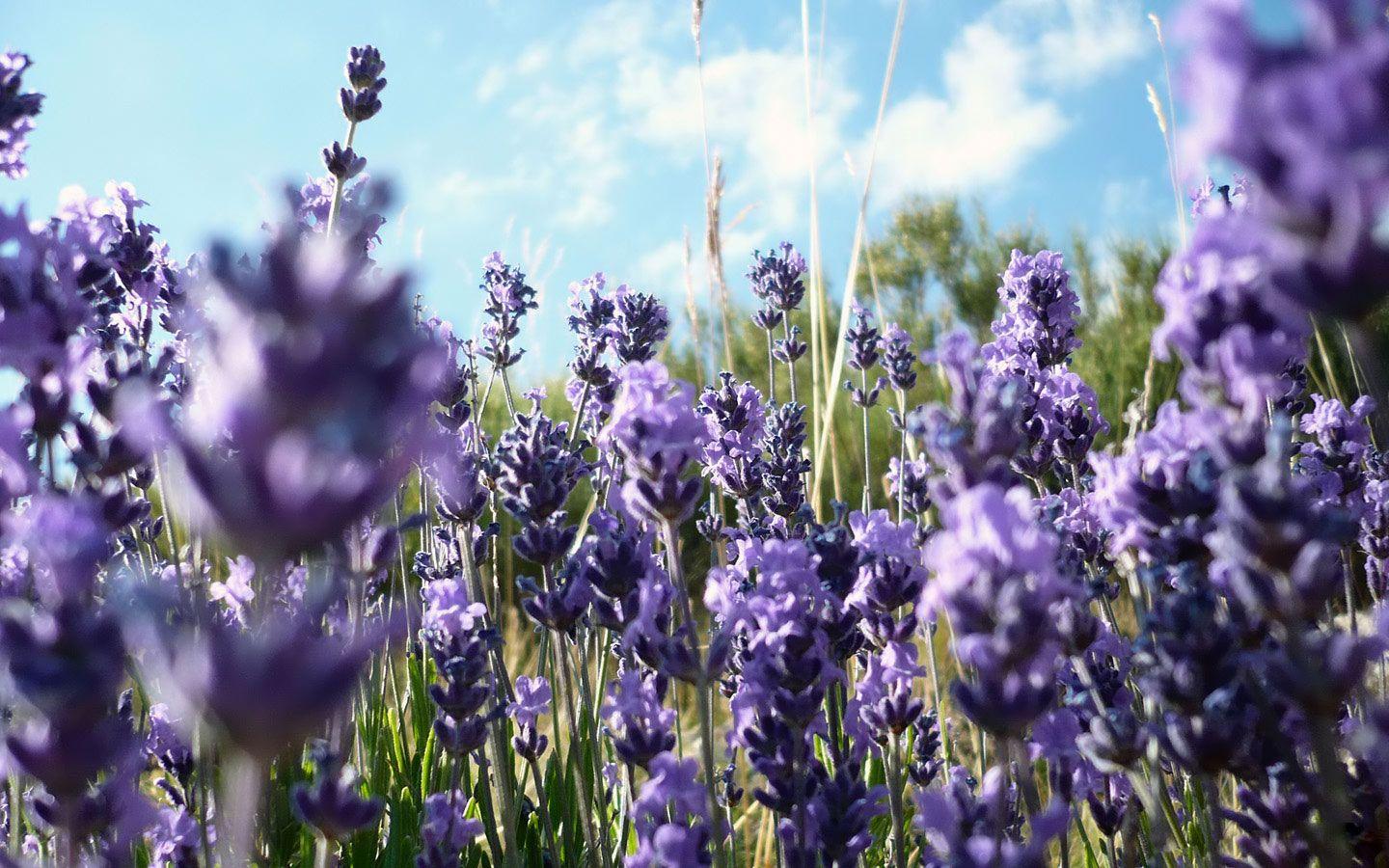 1440x900 Wildflower wallpaperx900