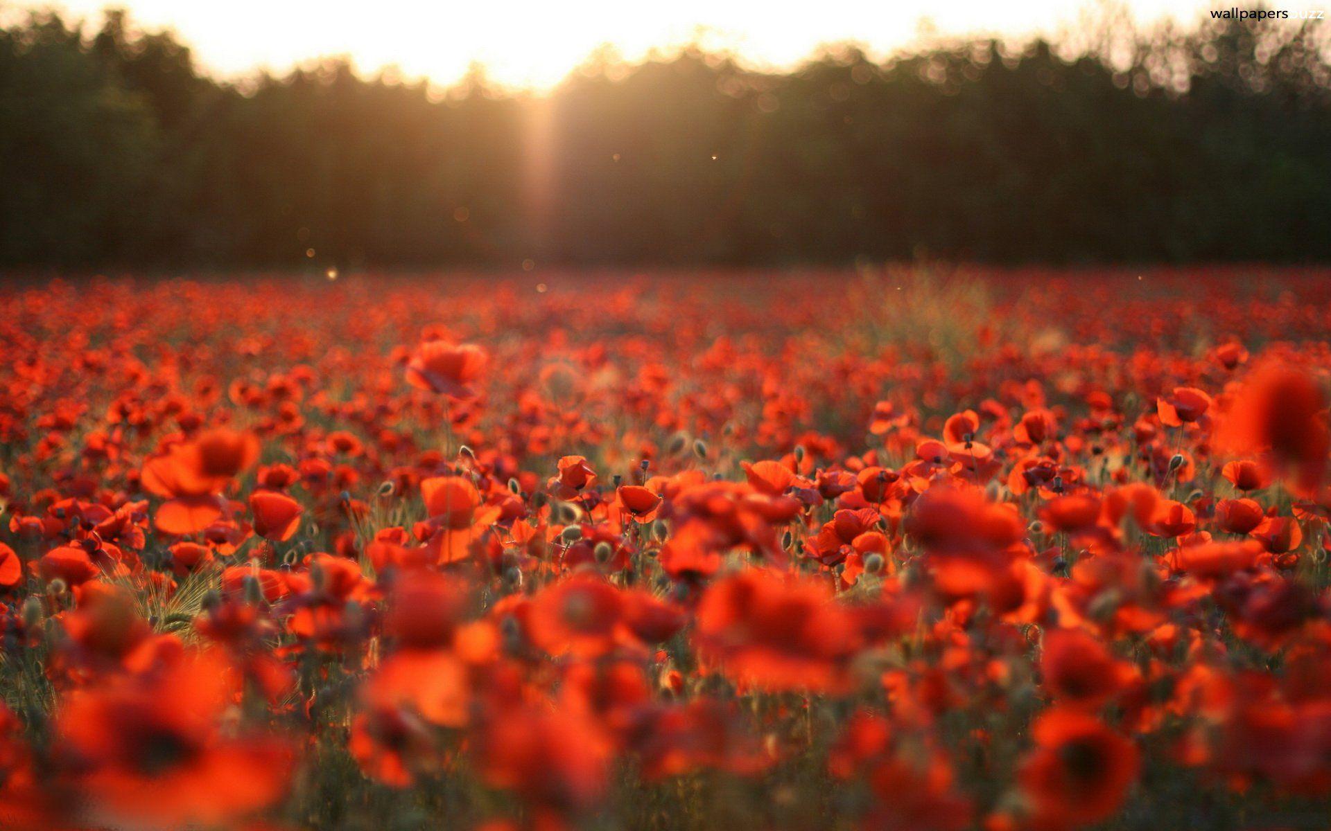 1920x1200 Red Poppy wallpaperx1200