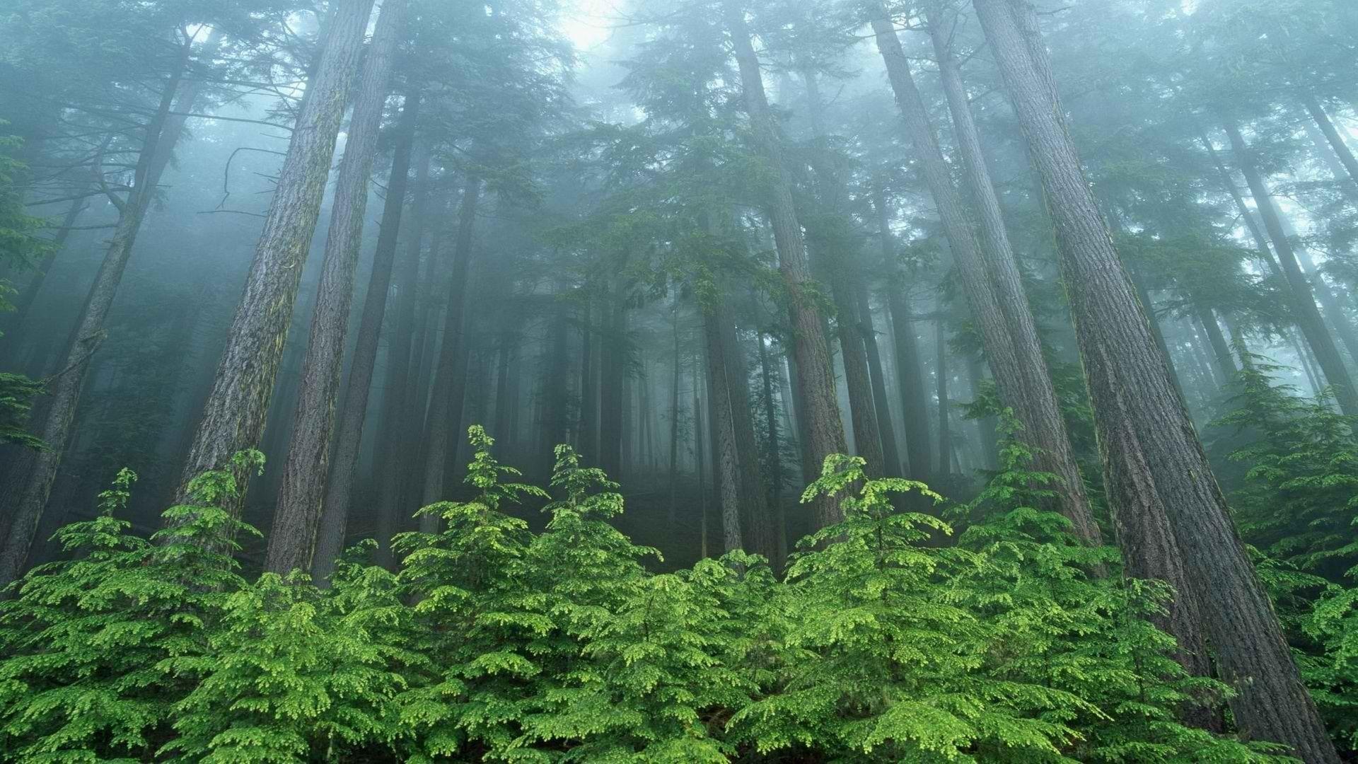1920x1080 Smart Phone, Cute, Park, Display, Free, Evergreen, download