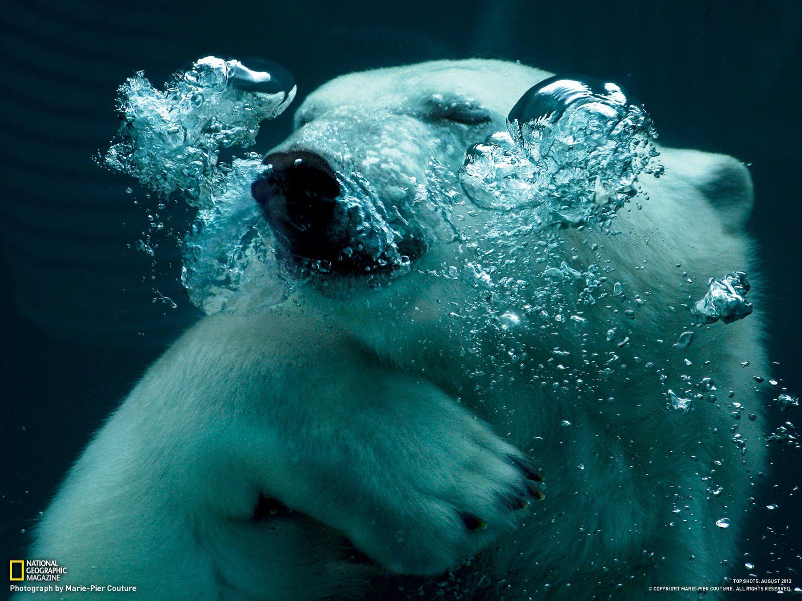 1600x1200 National Geographic Wallpaper Download