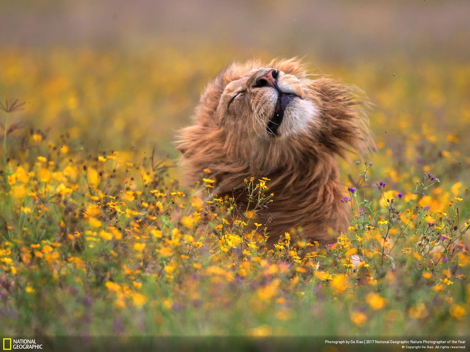 1600x1200 National Geographic Wallpaper, Picture