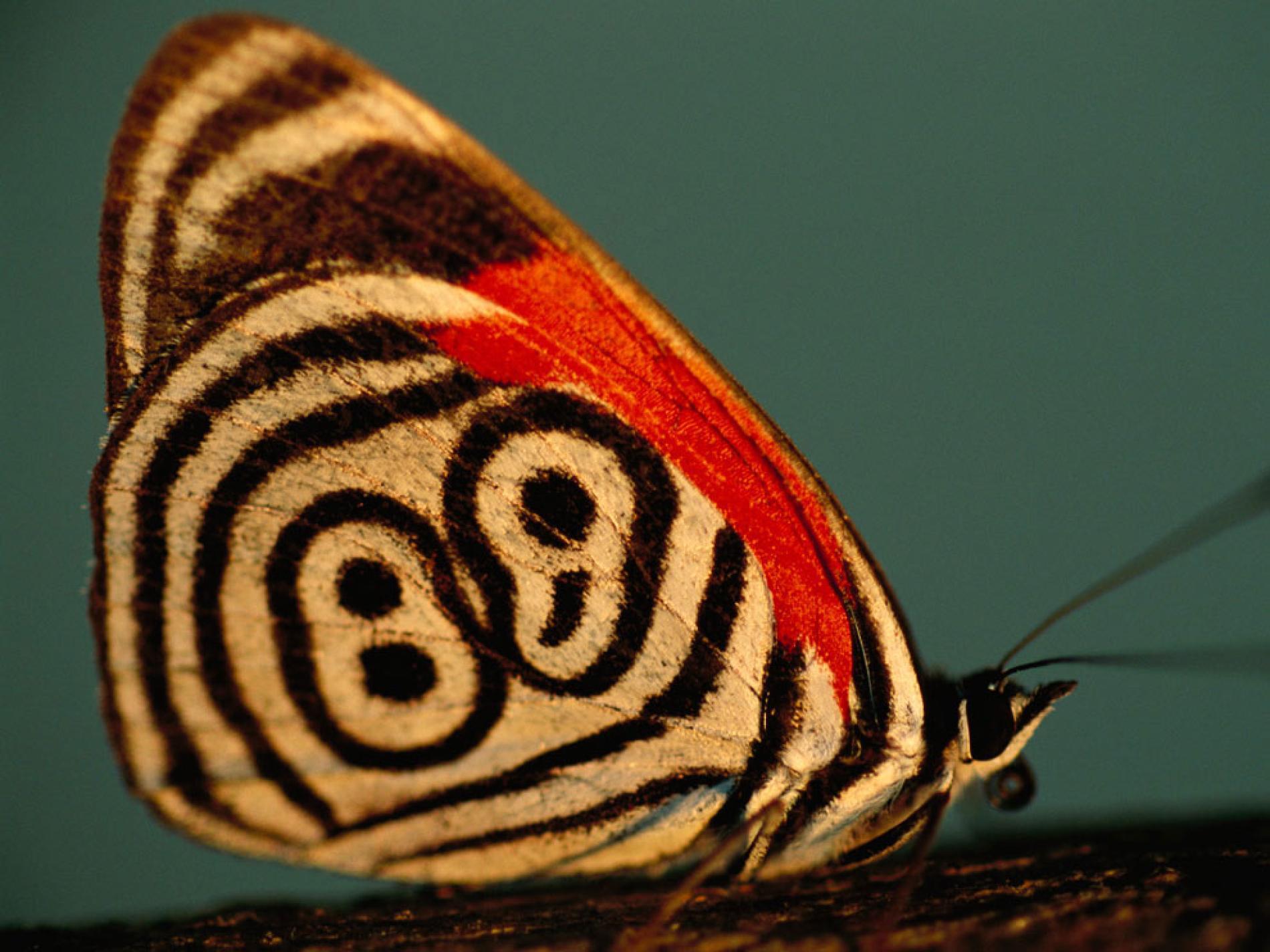 1900x1424 Butterflies, Patterns in Nature, Photo, Picture