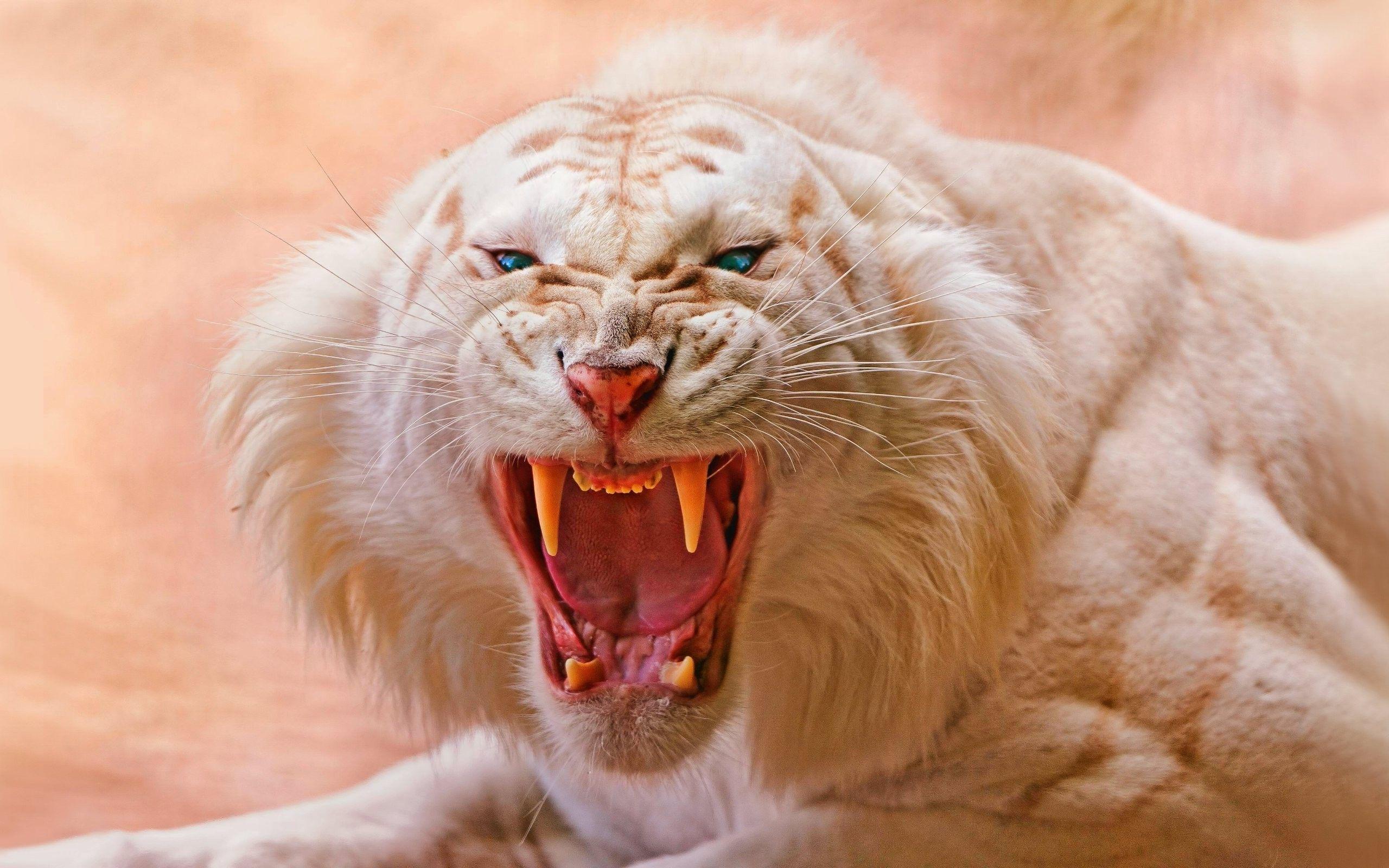2560x1600 animals, Tiger, White Tigers, Nature, Open Mouth, Blue Eyes