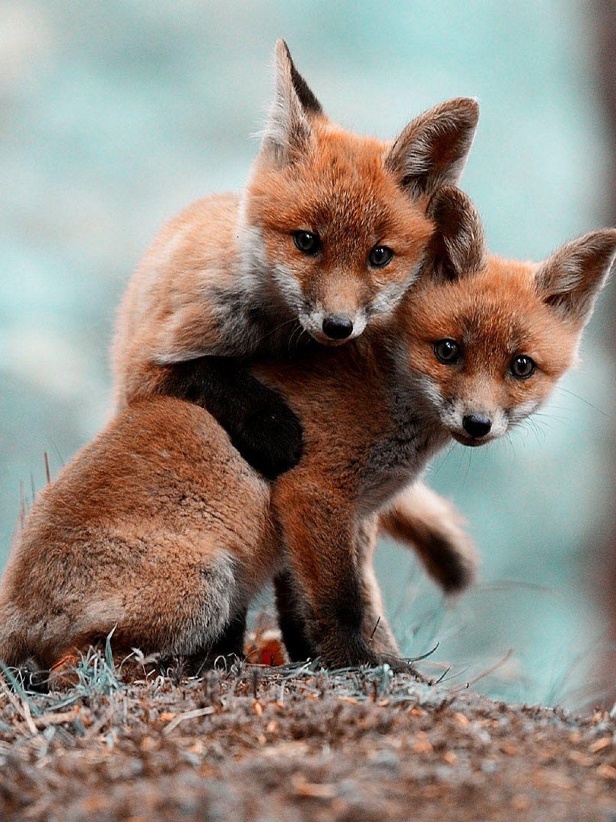 1200x1600 Animals cute baby Foxes mobile wallpaper Animals cute baby