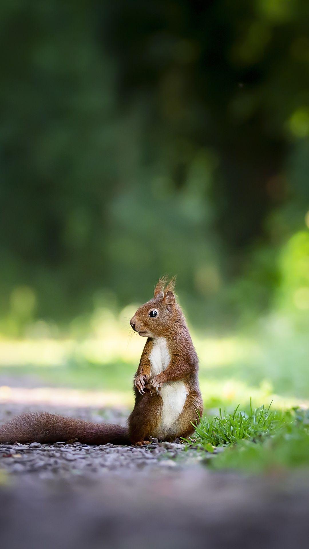 Animals Phone Wallpapers Top Free Animals Phone Backgrounds WallpaperAccess