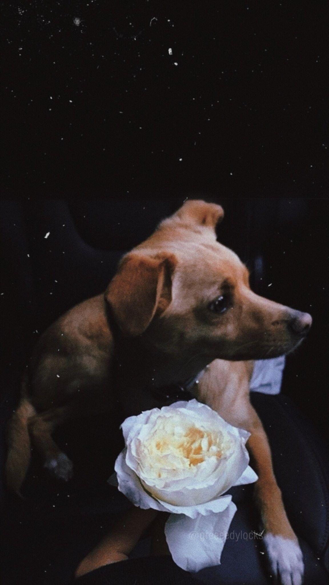 1152x2048 Toulouse<3. Icon. Ariana grande, Ariana grande