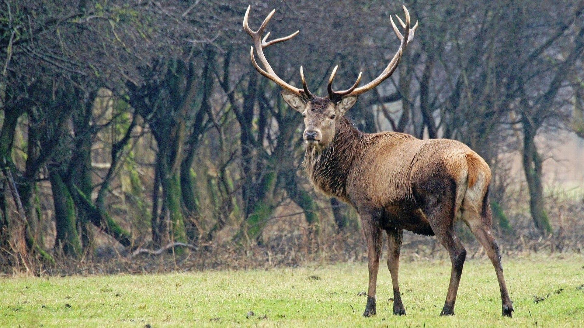 1920x1080 Big Mule Deer Wallpaper