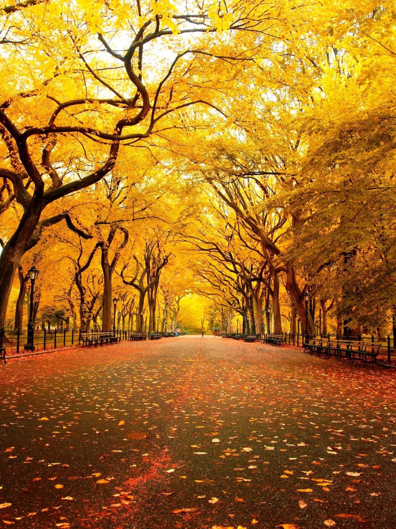 1620x2160 Resolution Trees And Road