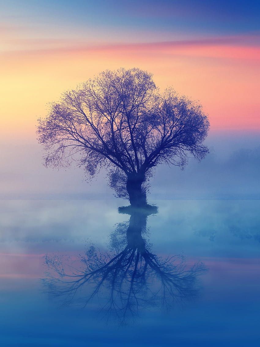 850x1133 Lonely Tree 1620x2160 Resolution