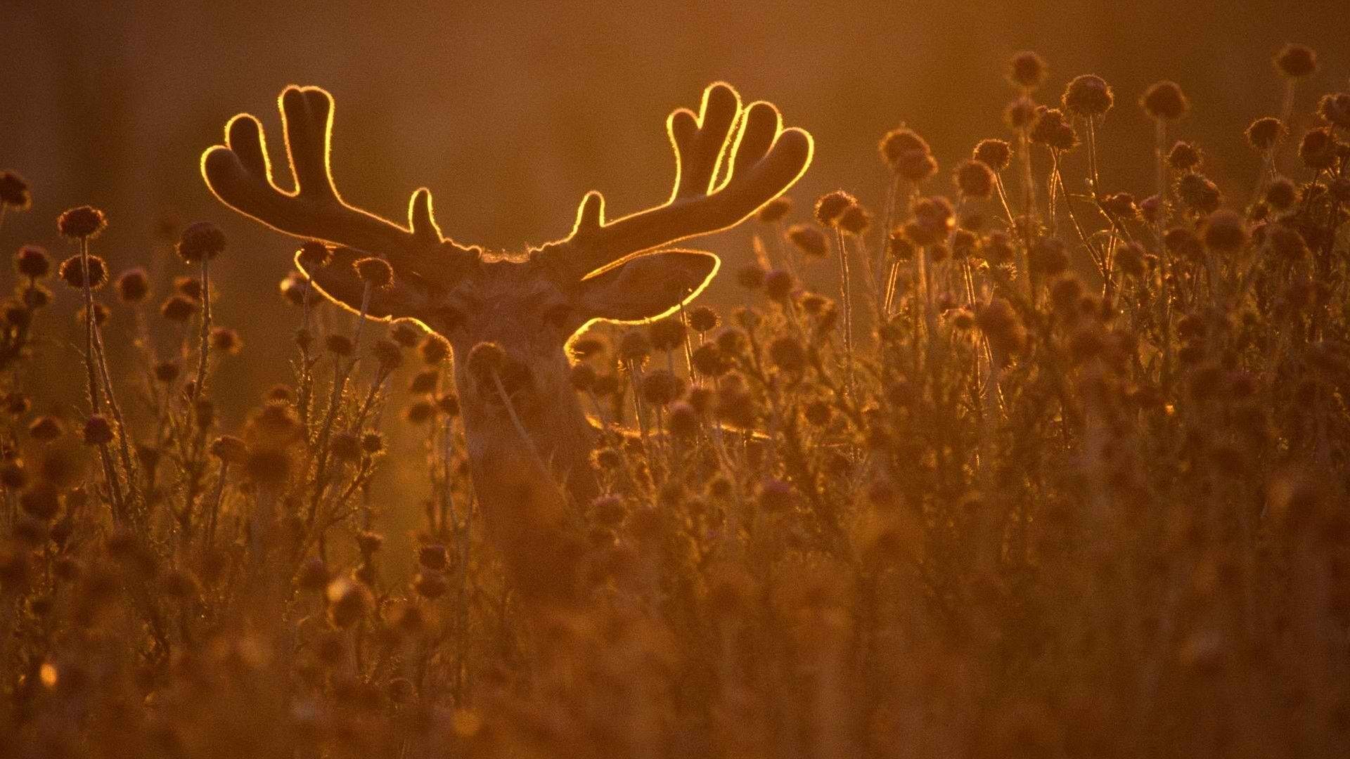 1920x1080 deer buck 1920x1080 wallpaper High Quality Wallpaper, High