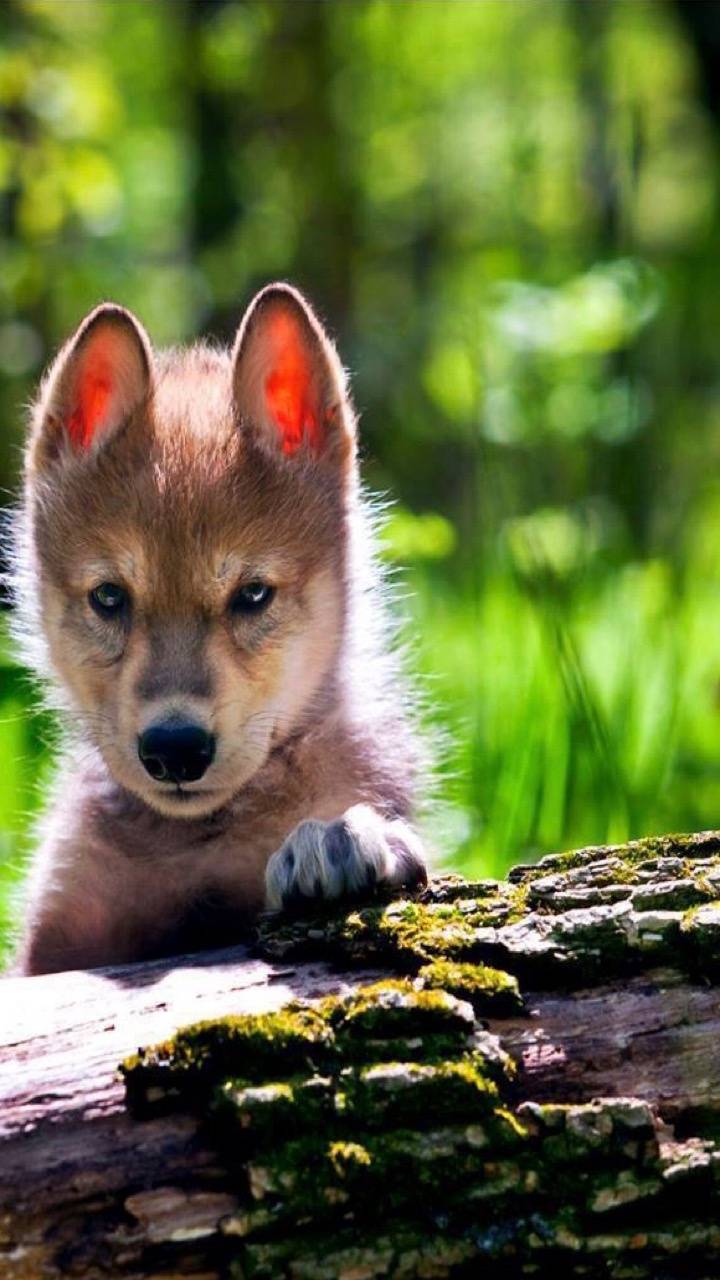 Baby Wolves Wallpapers - Top Free Baby Wolves Backgrounds - WallpaperAccess