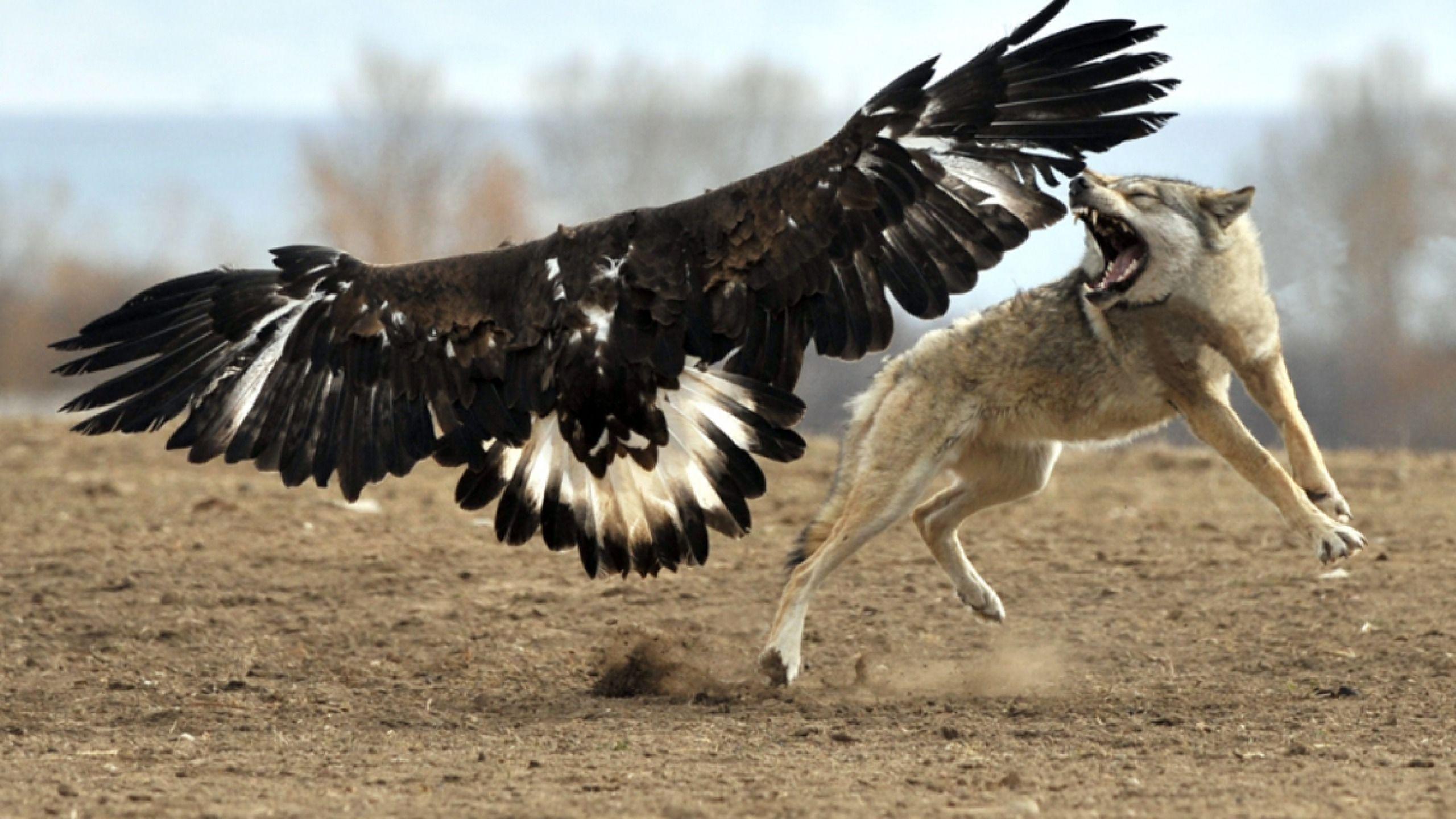 2560x1440 Eagles. Wallpaper Archives Common Sense
