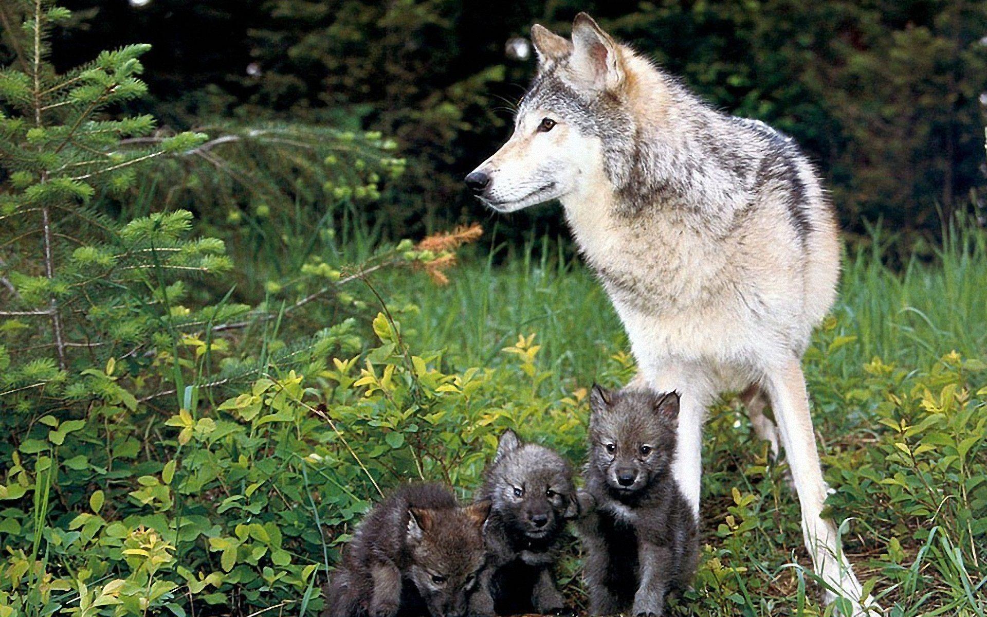 wolf puppies wallpaper