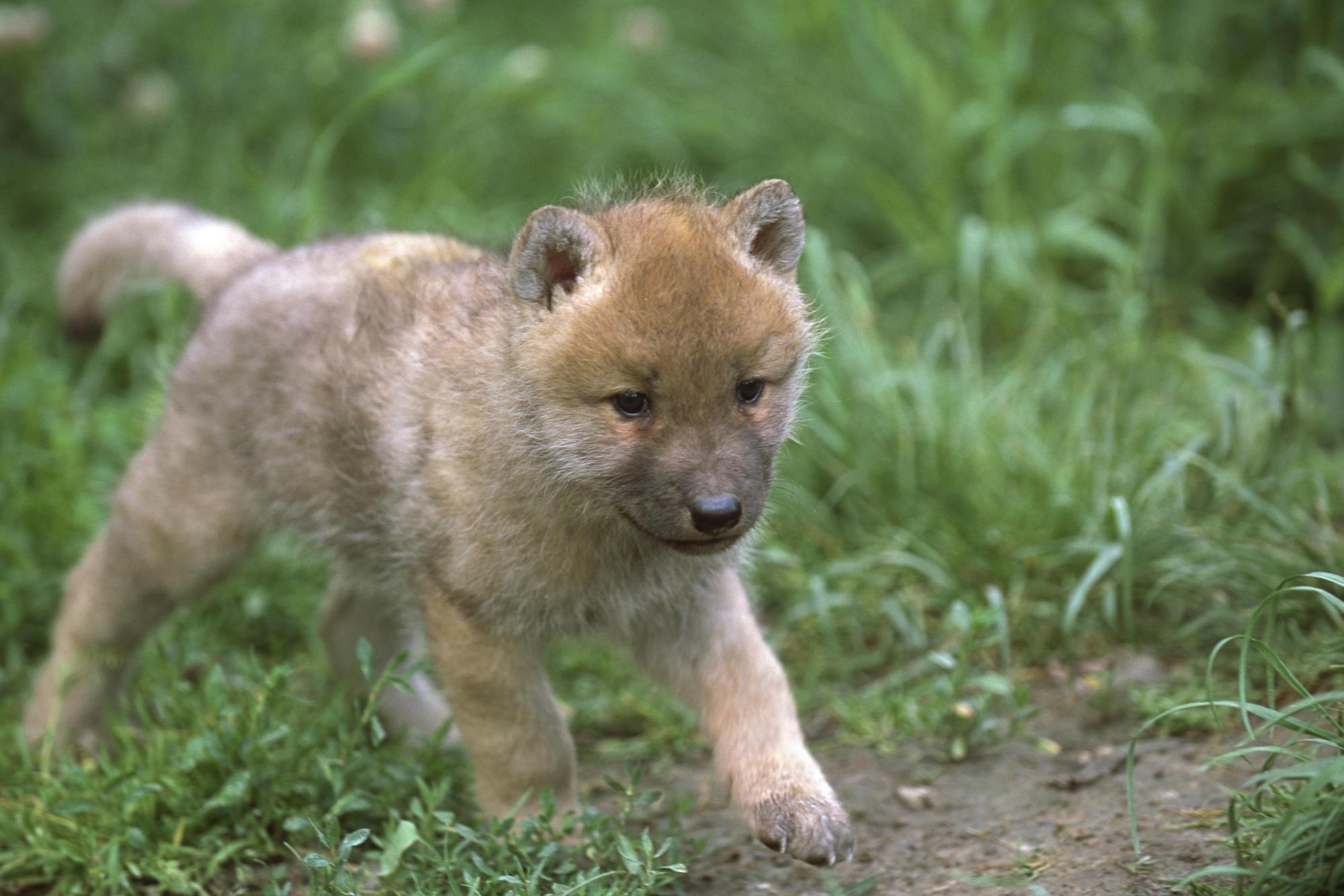 1999x1333 Baby Wolf Walking HD desktop wallpaper : Widescreen : High