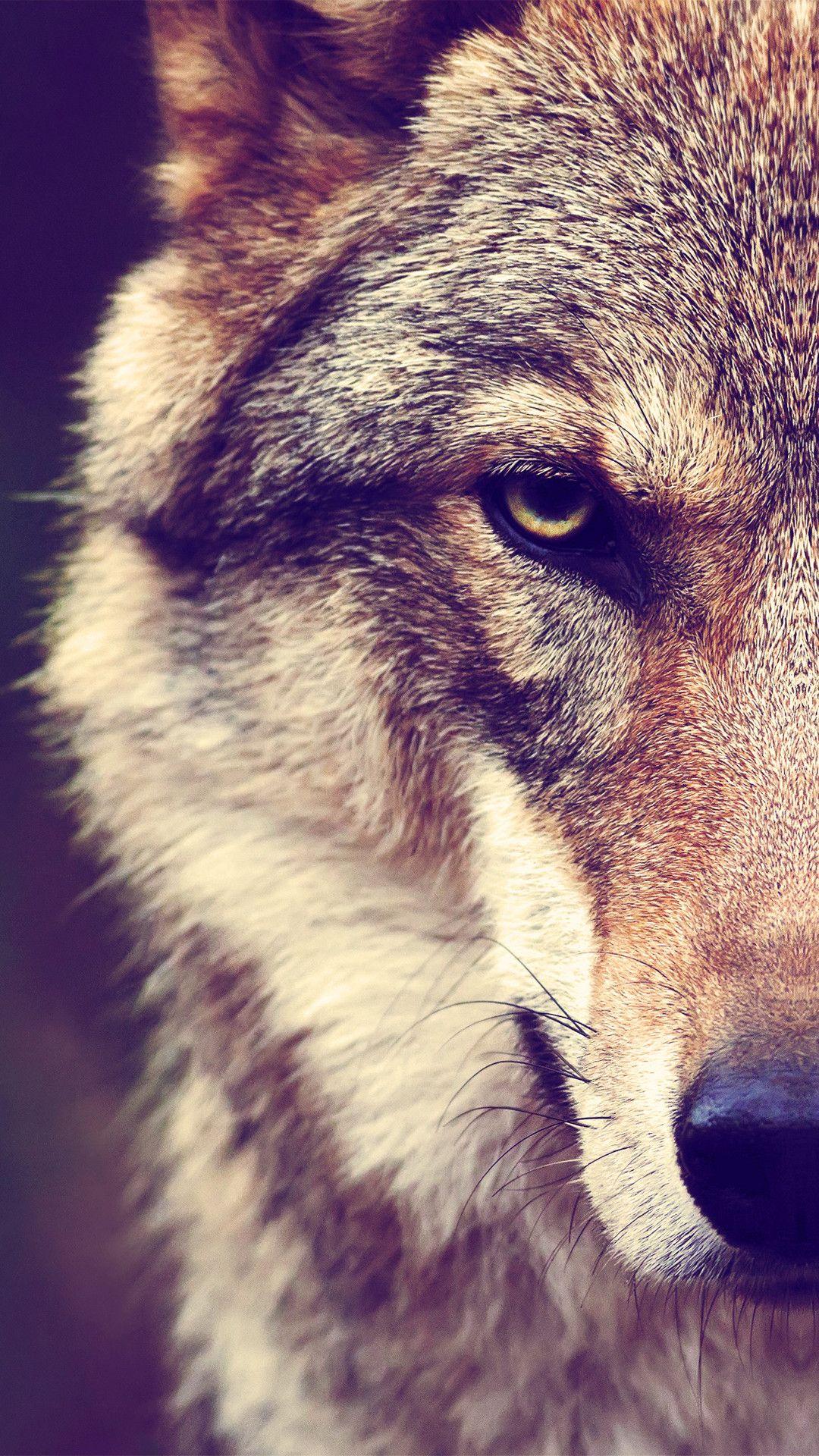1080x1920 Beautiful Wolf Wallpaper