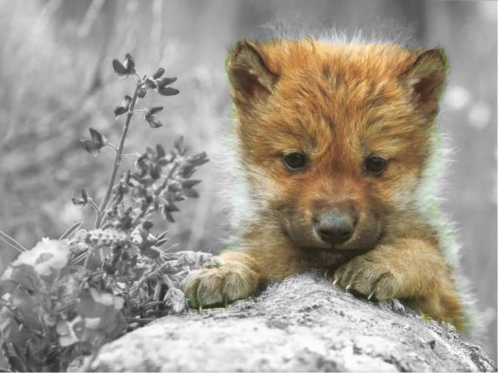 1024x768 Wolf Desktop Wallpaper.. Wolf HD Wallpaper, Wolf