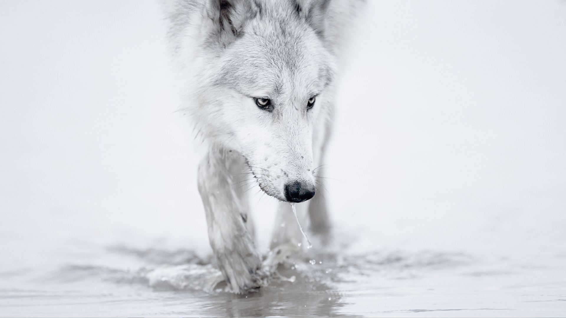 1920x1080 winter (season) snow white arctic wolves