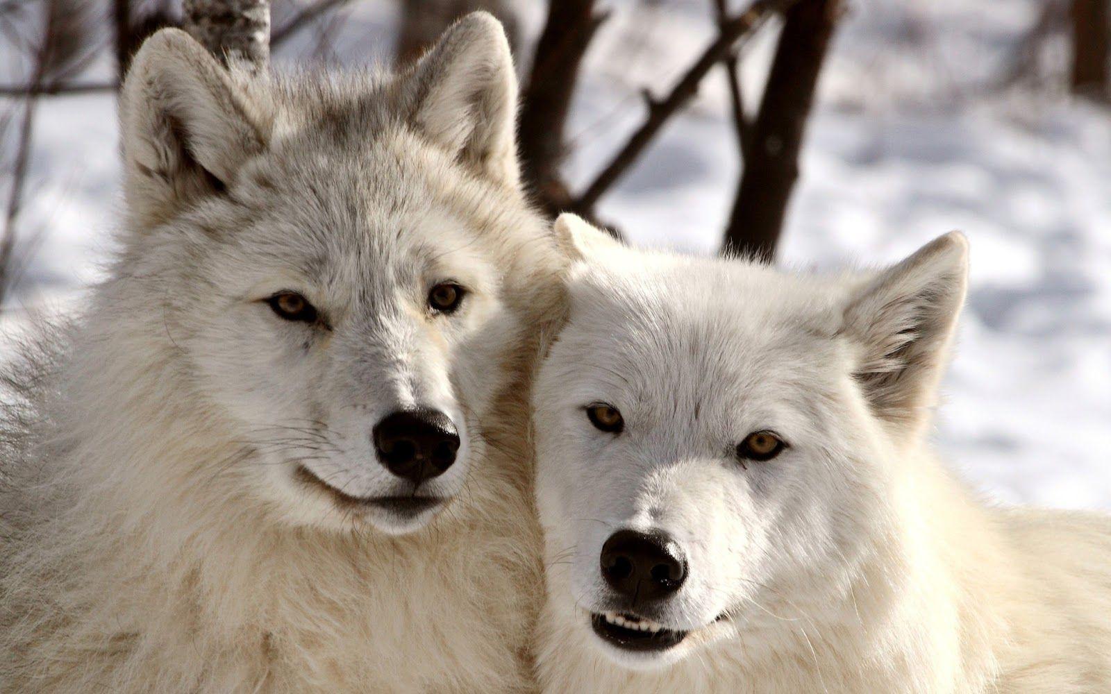 1600x1000 Cuddling wolves Wallpaper Cuddling wolves