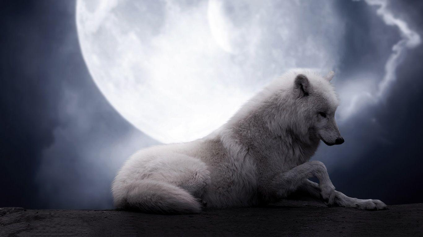 1366x768 White Wolf Full Moon HD Wallpaper. Projects to Try. Wolf