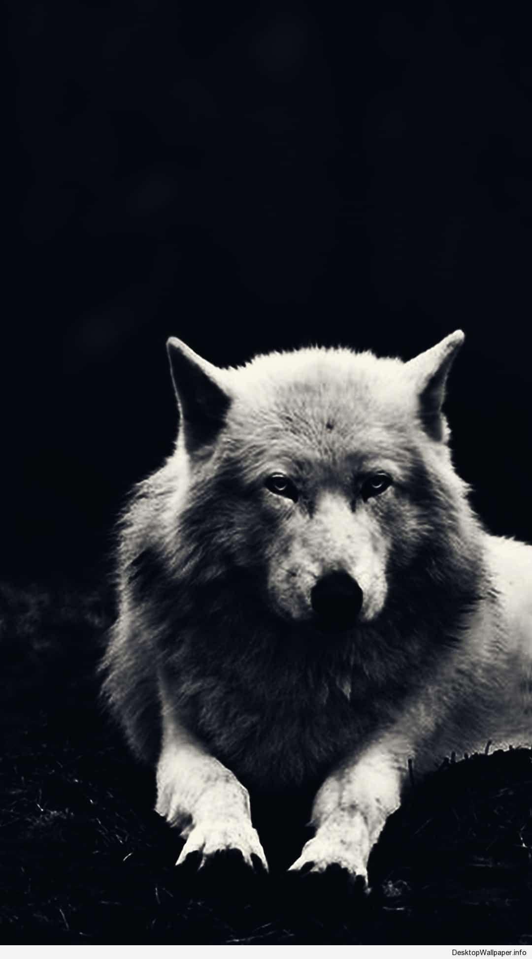 1080x1948 Wolf white. Animal. Wolf wallpaper, Animal wallpaper