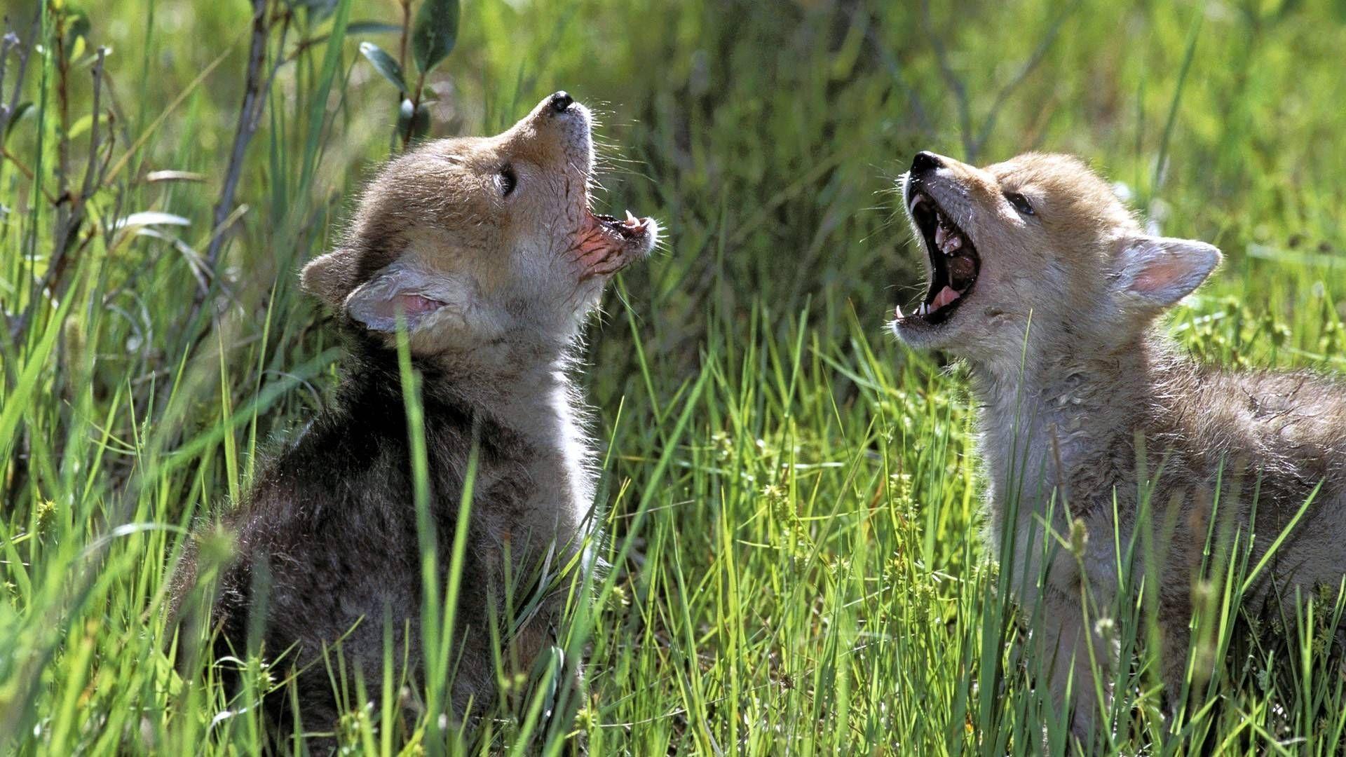 1920x1080 Baby Wolf Wallpaper Wallpaper 1920×1080 Baby Wolf