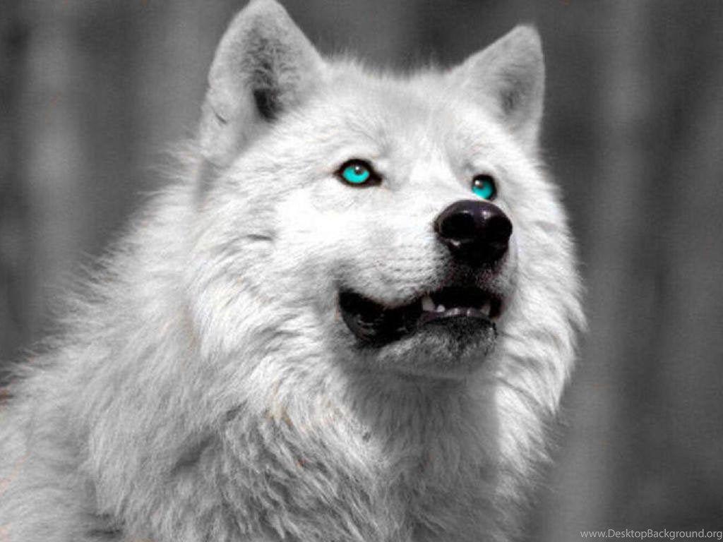 White Wolves Wallpapers - Top Free White Wolves Backgrounds ...