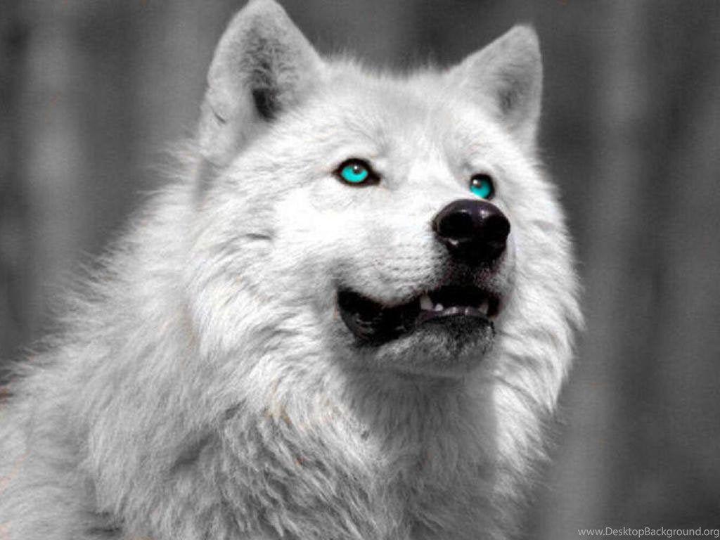 1024x768 White Wolf Wallpaper Image Tbwnz.com Desktop Background
