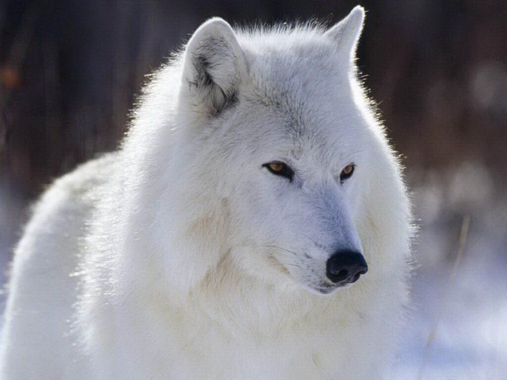1024x768 Free White Wolf wallpaperx768