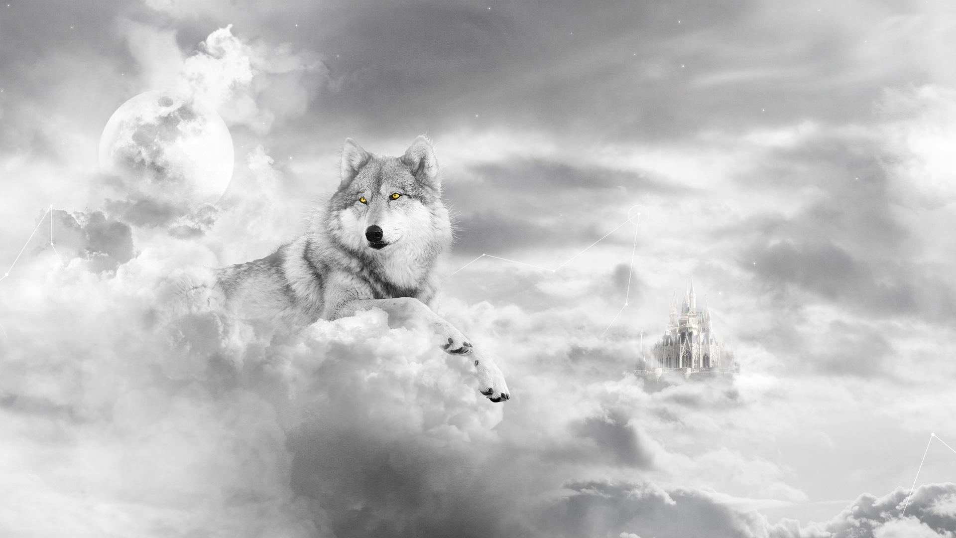 1920x1080 White Wolf Wallpaper Hi Resolution Image 99368