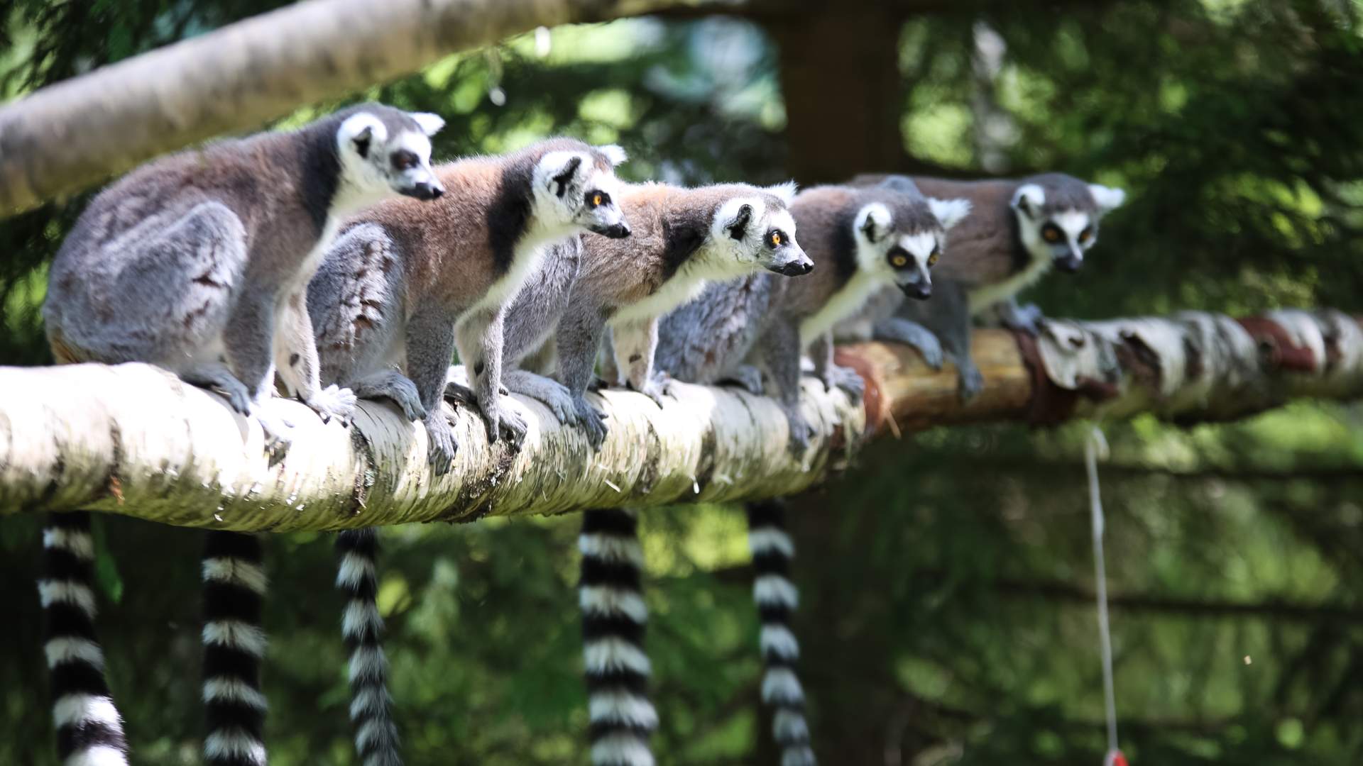 1920x1080 Tangen Dyrepark