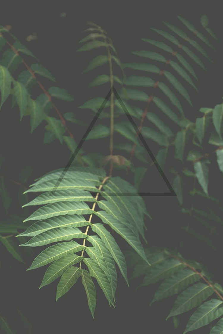 750x1125 green #plants #nature #triangle #filter #wallpaper #phone
