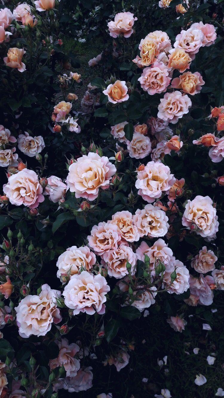 750x1333 Nature iPhone wallpaper. Nature. Nature iphone