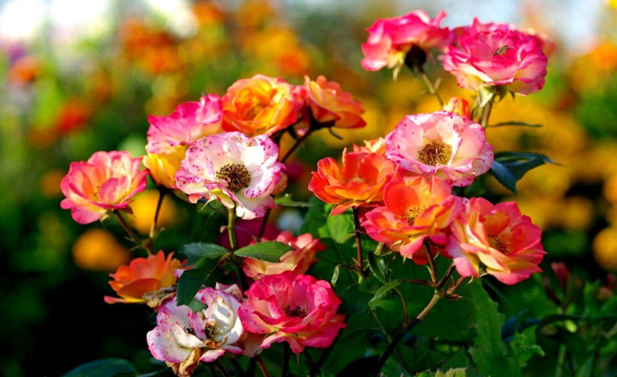1252x765 Flora Nature Flowers Plant Wallpaper