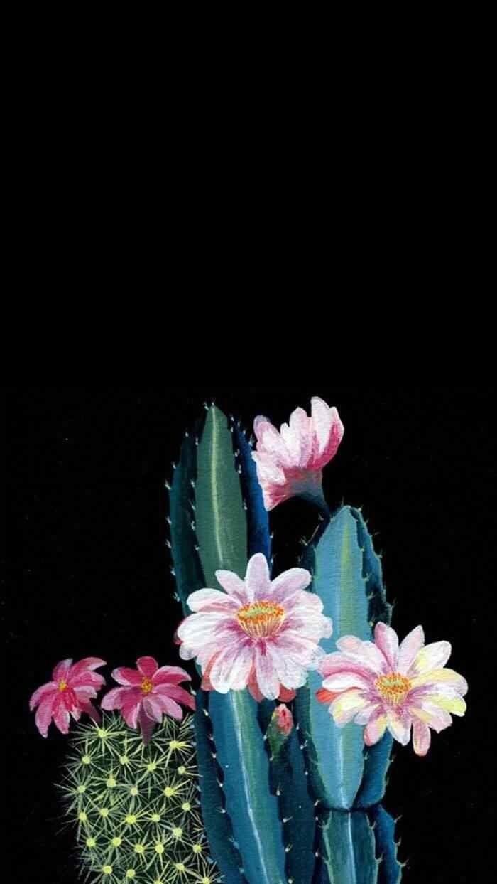 700x1243 succulents wallpaper