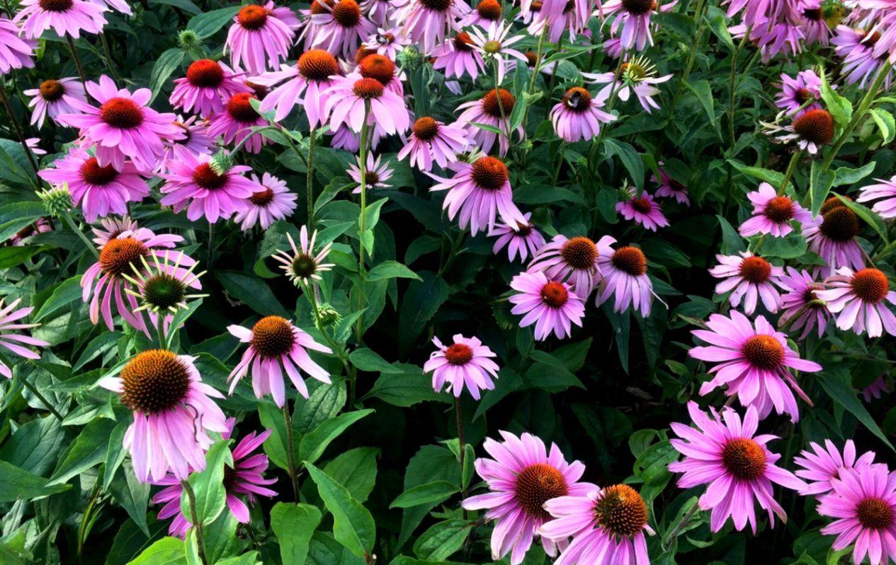 1265x799 Flora Nature Flowers Plant Wallpaper
