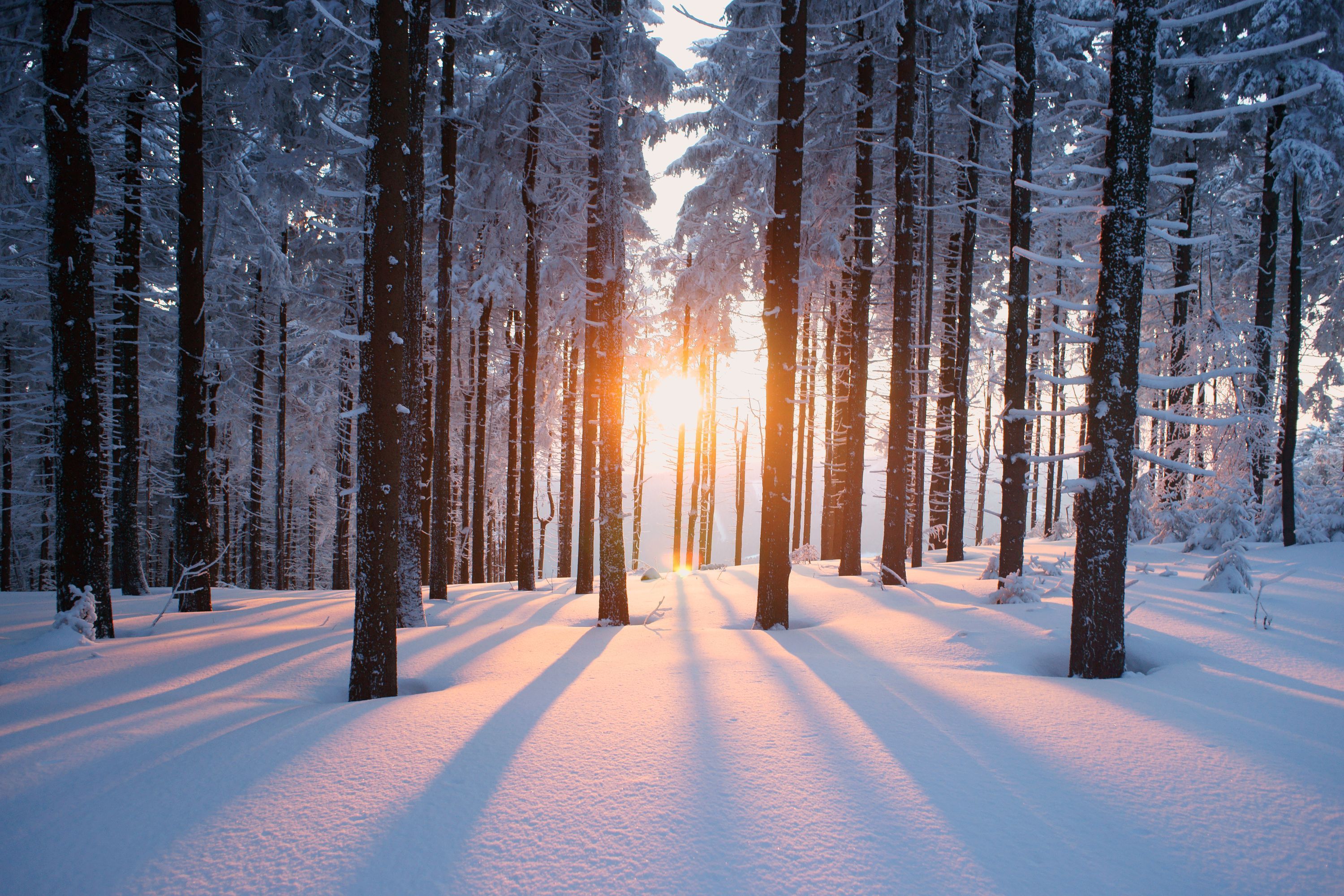 3000x2000 Snowy Woods at Sunset wallpaper mural