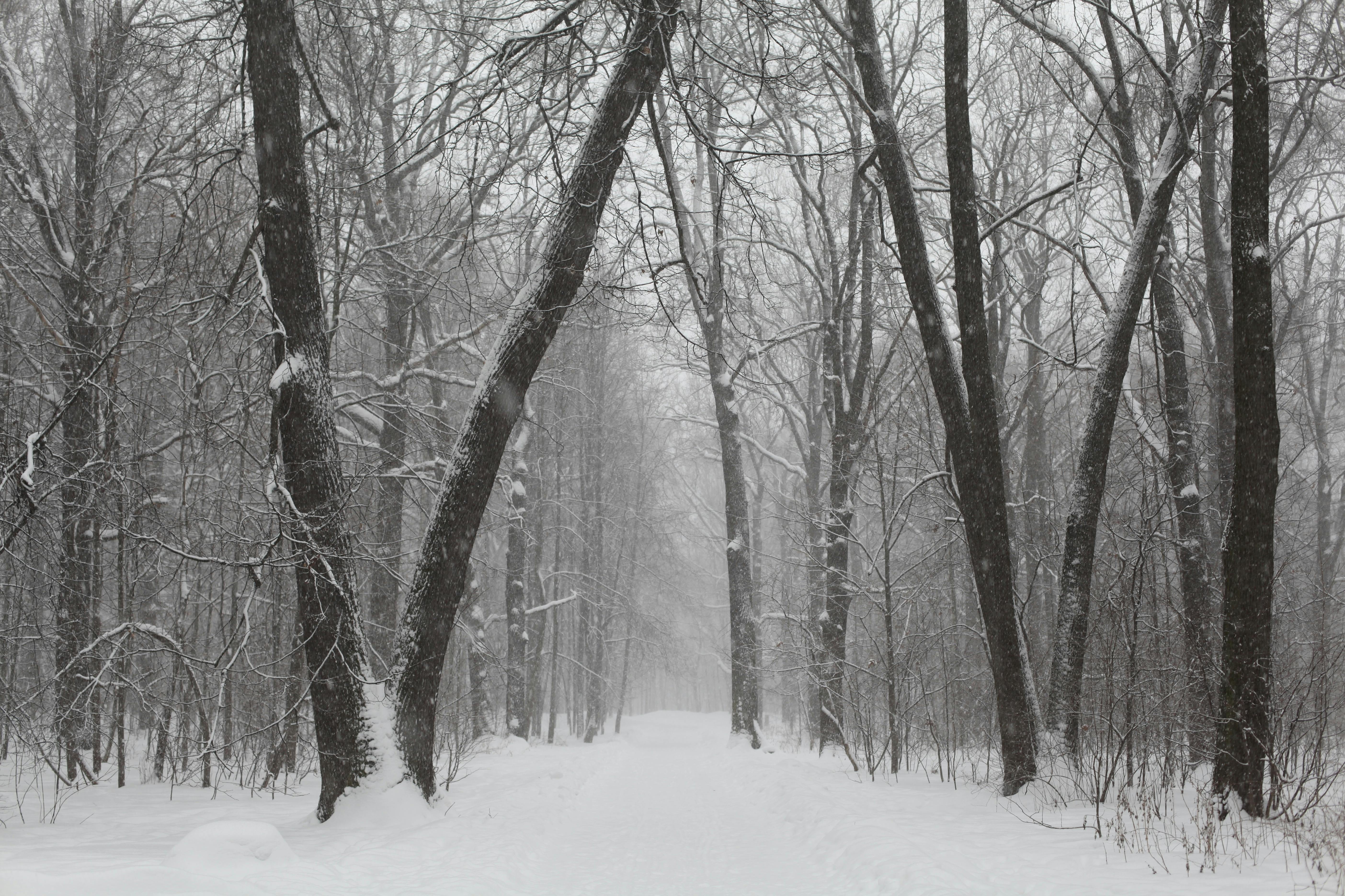 5616x3744 Snow Forest Photo, Download The BEST