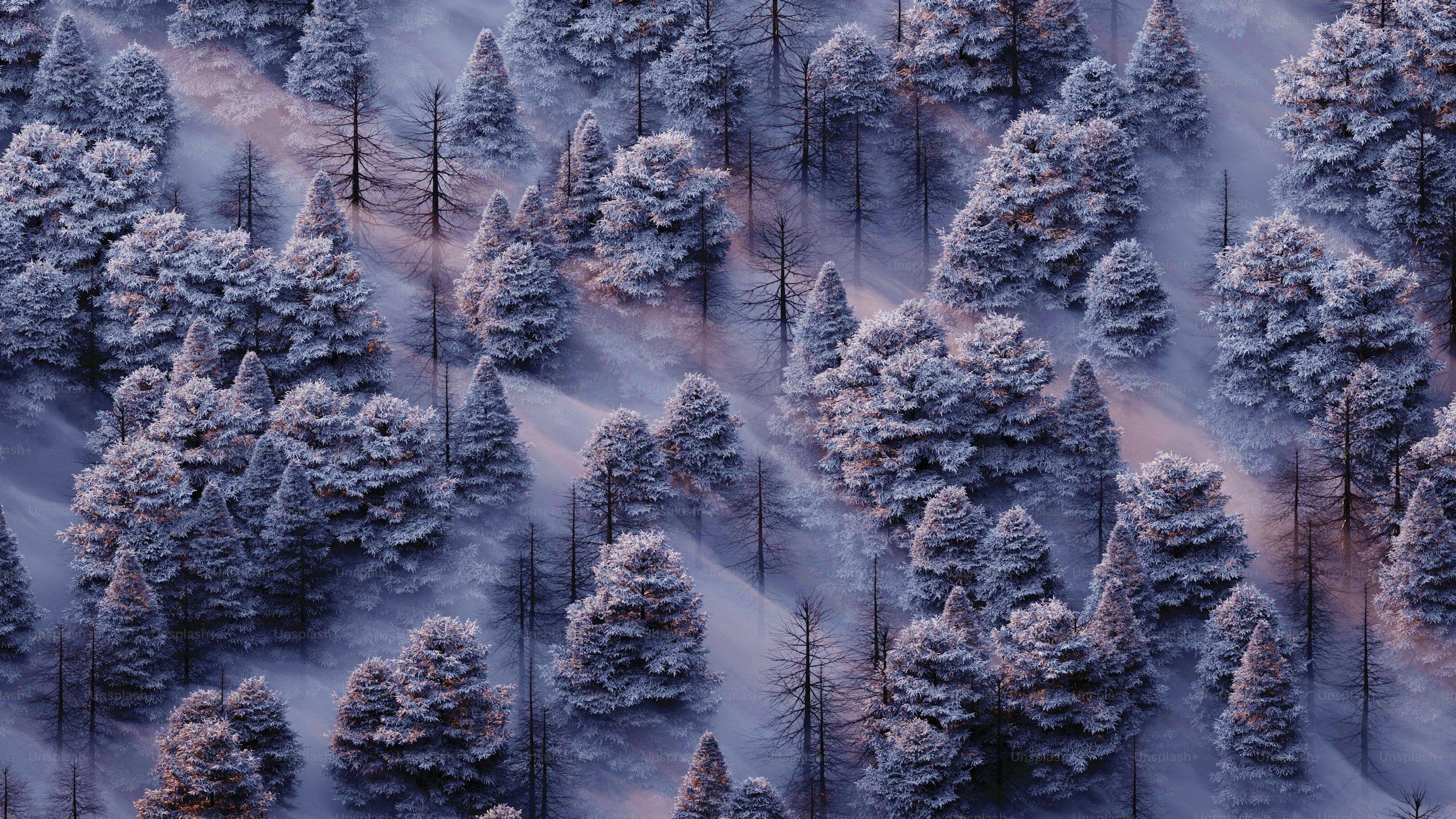 3000x1688 Snow Forest Picture. Download