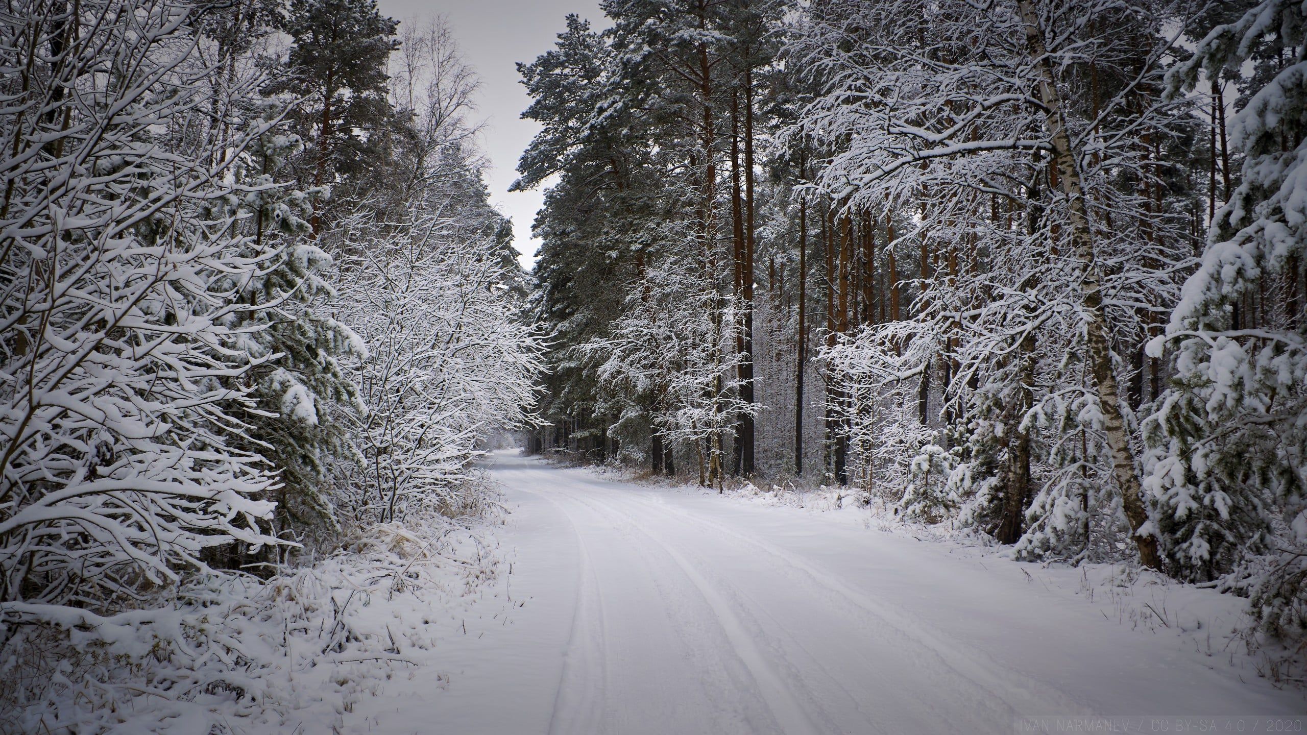 2560x1440 Snowy forest path at winter 2560 x