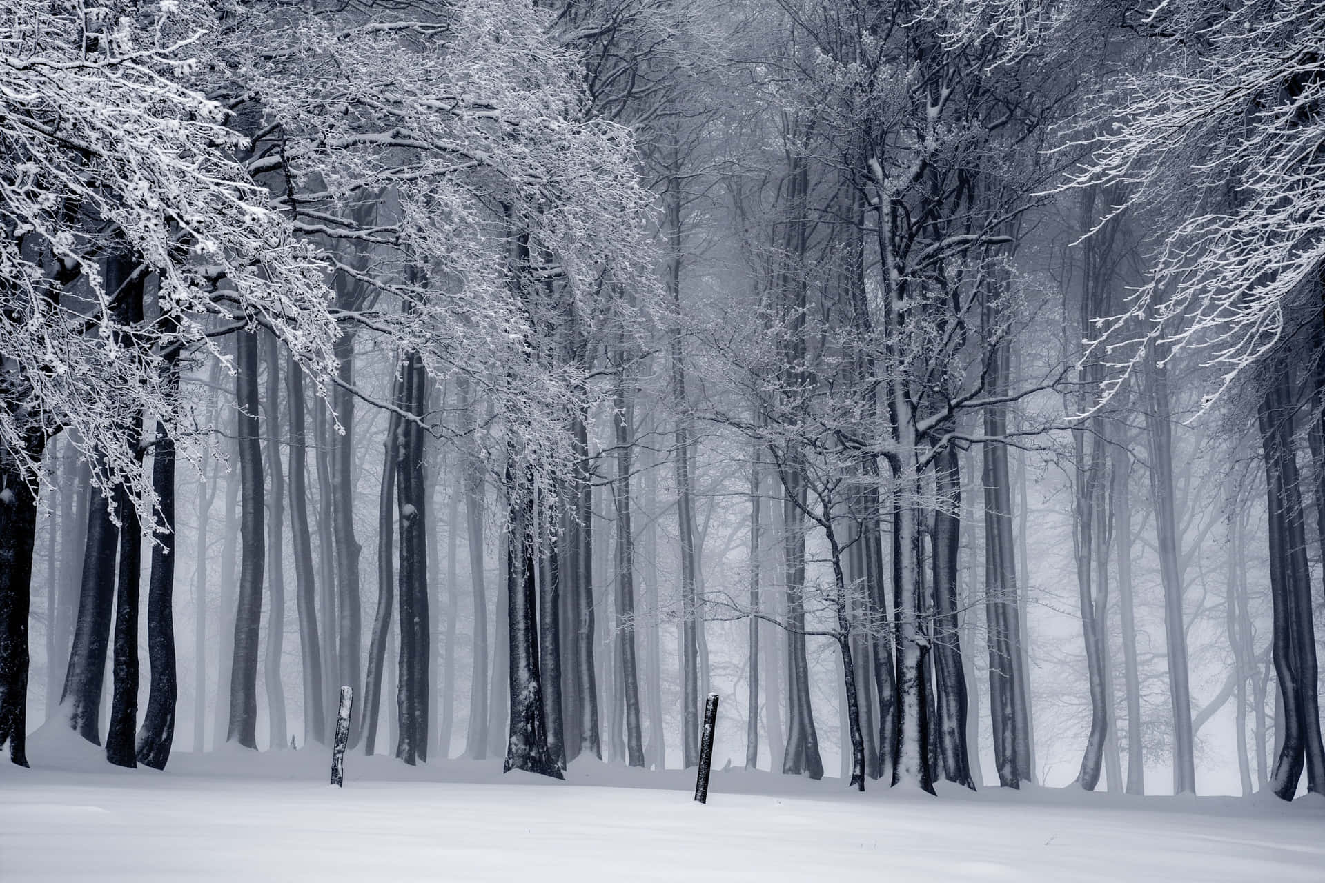 1920x1280 Download A Snowy Forest With Trees Covered In Snow Wallpaper