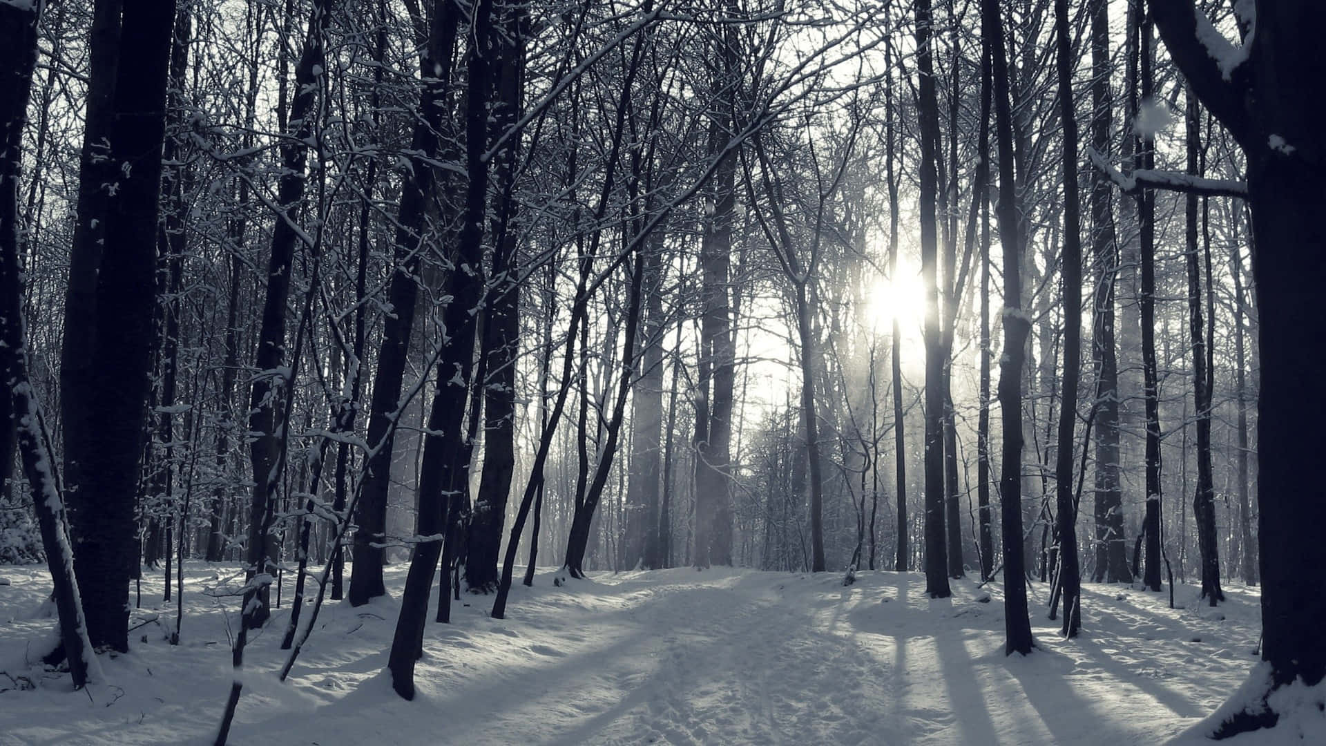 1920x1080 Download A Snow Covered Path In A
