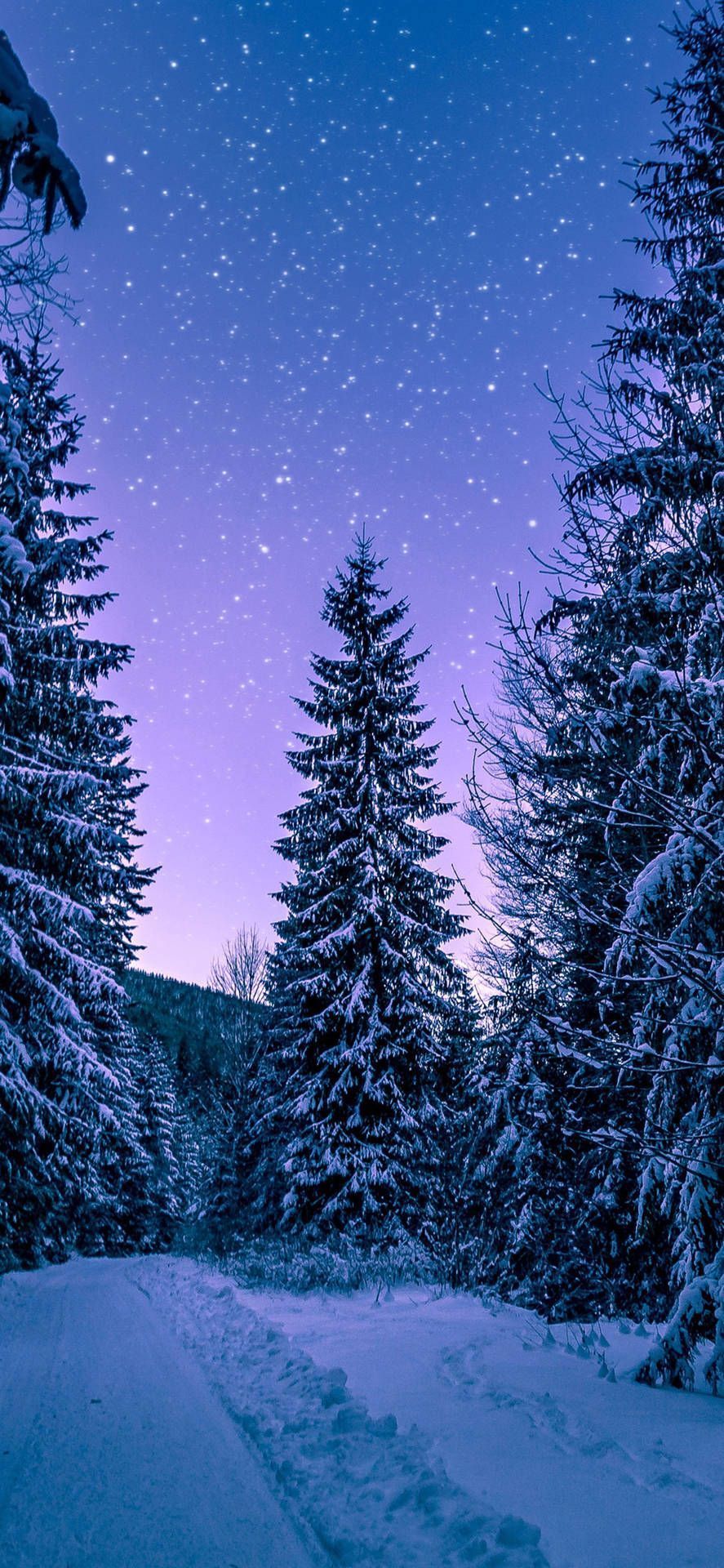 887x1920 Dreamy Winter Forest iPhone Wallpaper
