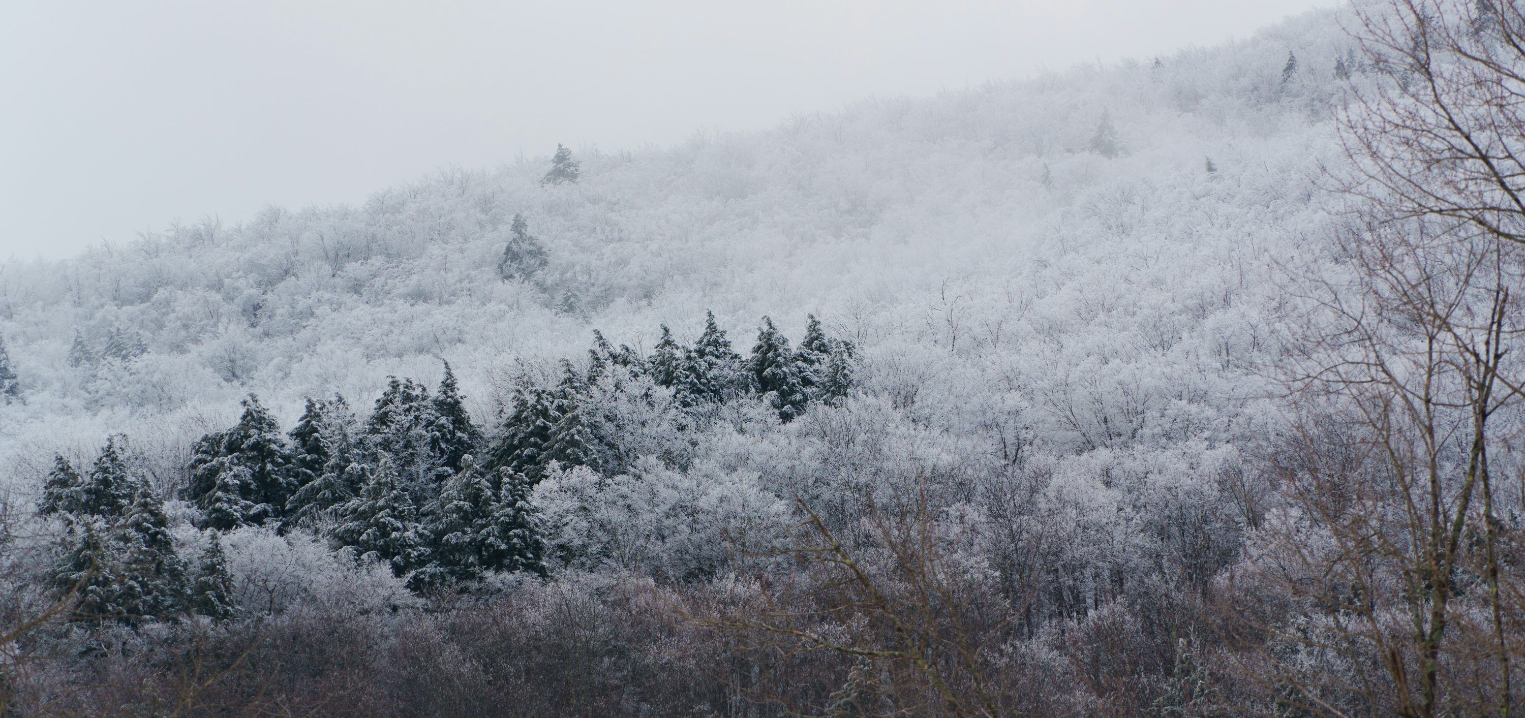 3000x1413 Snow Forest Picture. Download