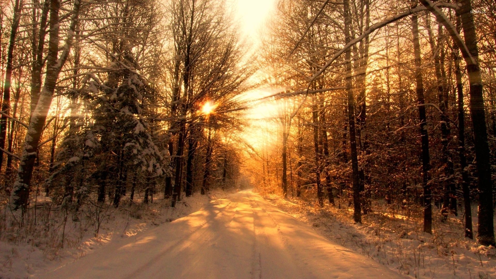 1920x1080 Sun warming the snowy forest wallpaper