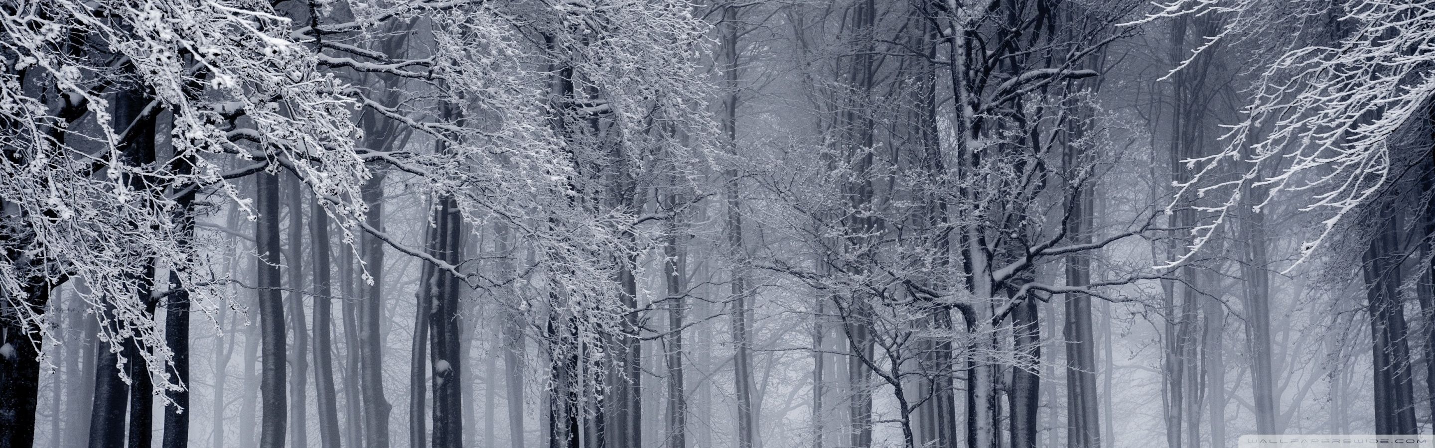 2880x900 Snowy Forest, Winter Ultra HD Wallpaper