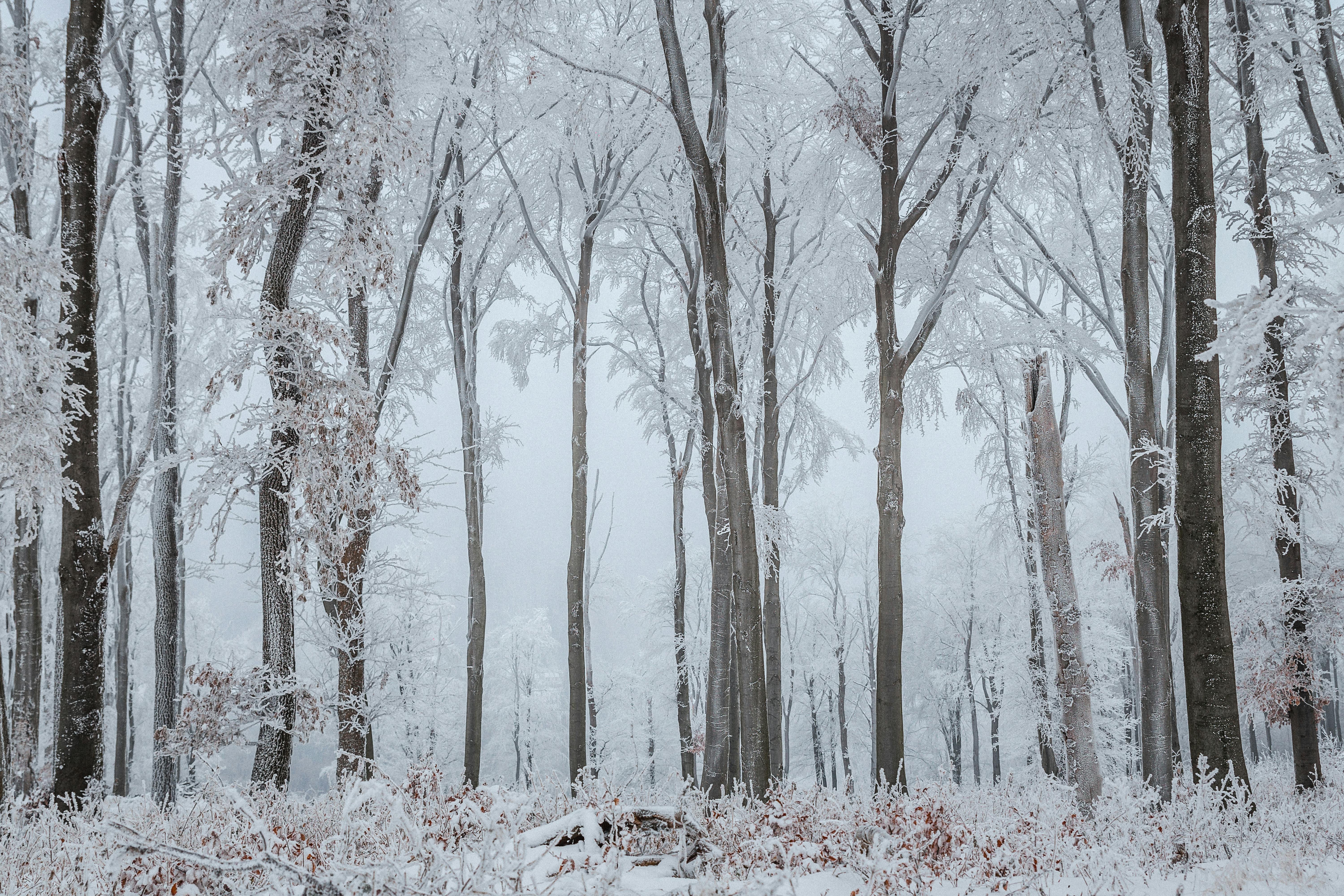 6000x4000 Snow Forest Photo, Download The BEST